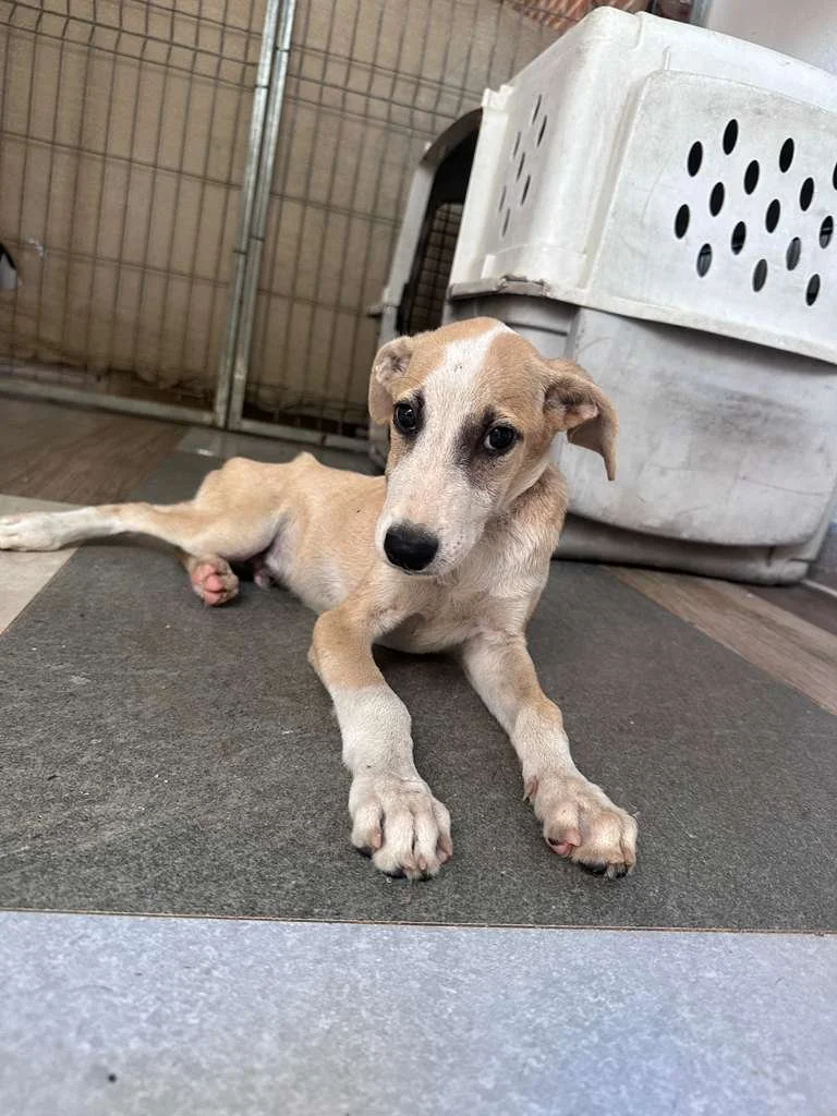 WhatsApp Image 2025-12-12 at 4.01.22 PM (7).jpeg