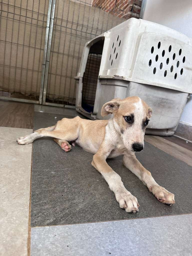 WhatsApp Image 2025-12-12 at 4.01.22 PM (8).jpeg