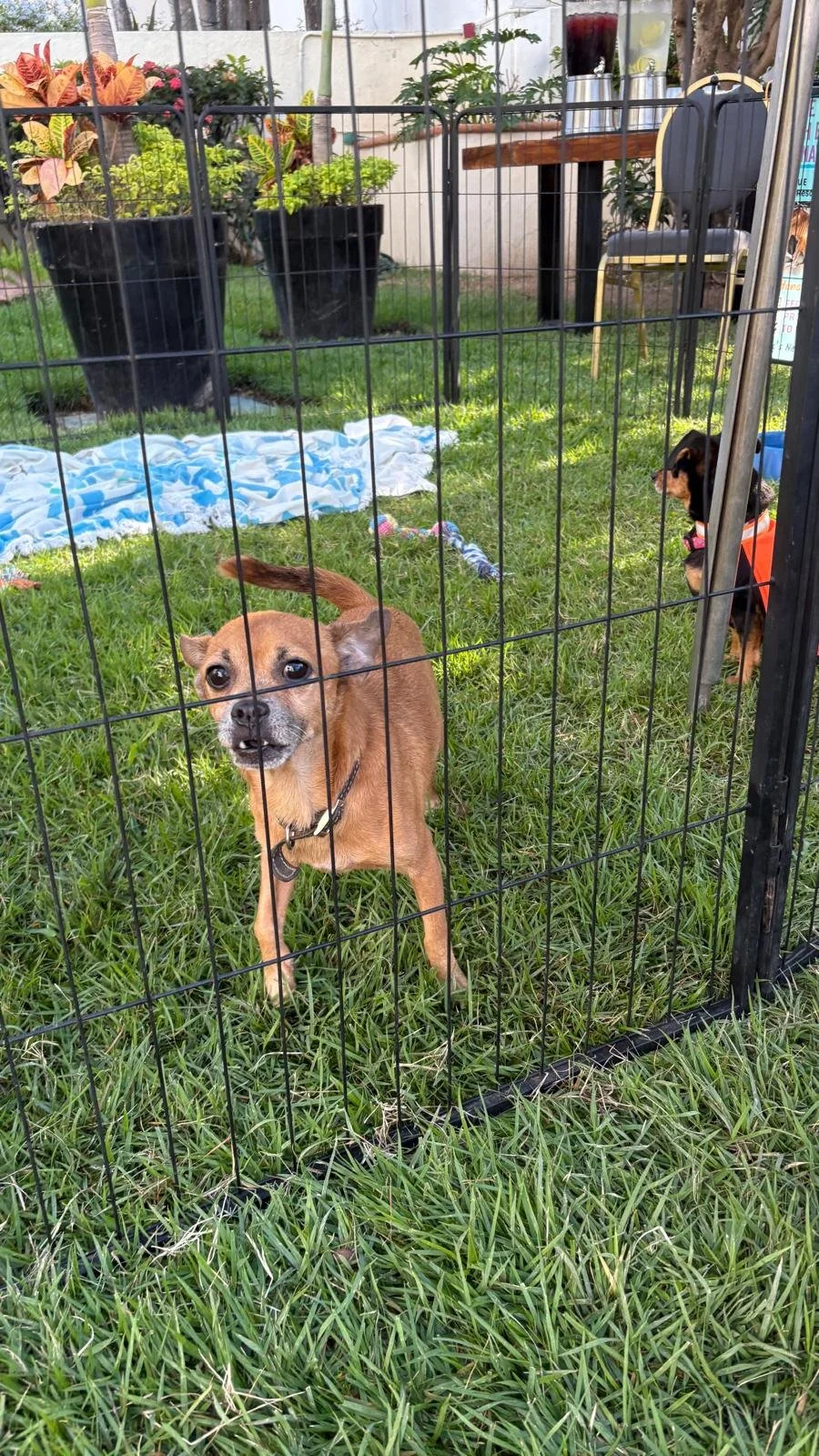 Chavo 12-15-25 B.jpeg