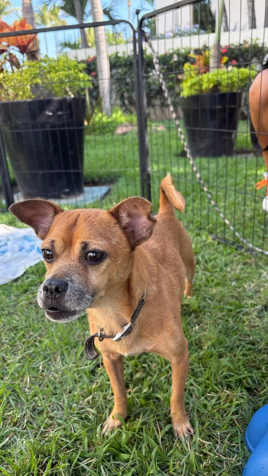 chavo 12-15-25 C.jpeg