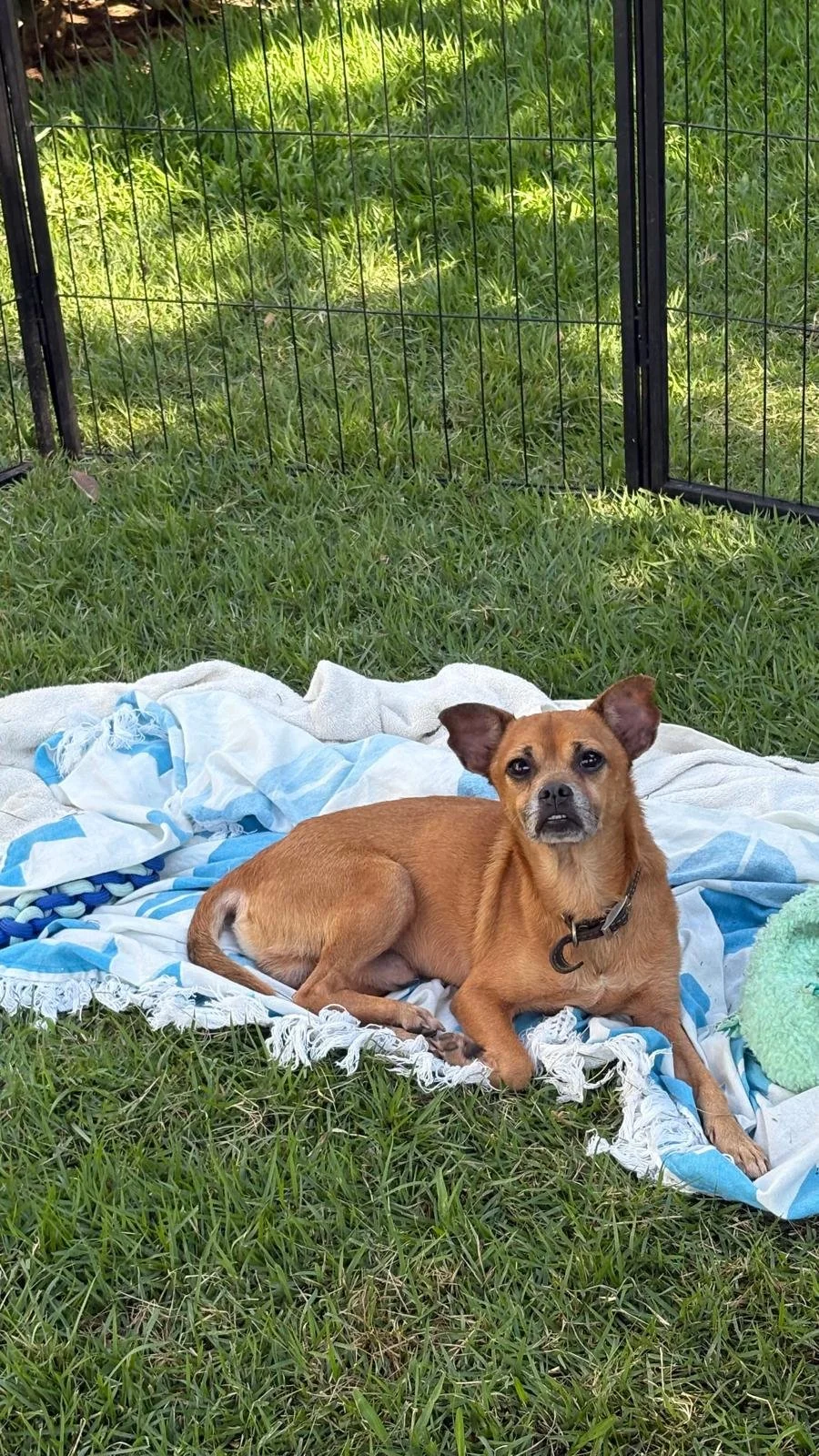 chavo 12-15-25 G.jpeg