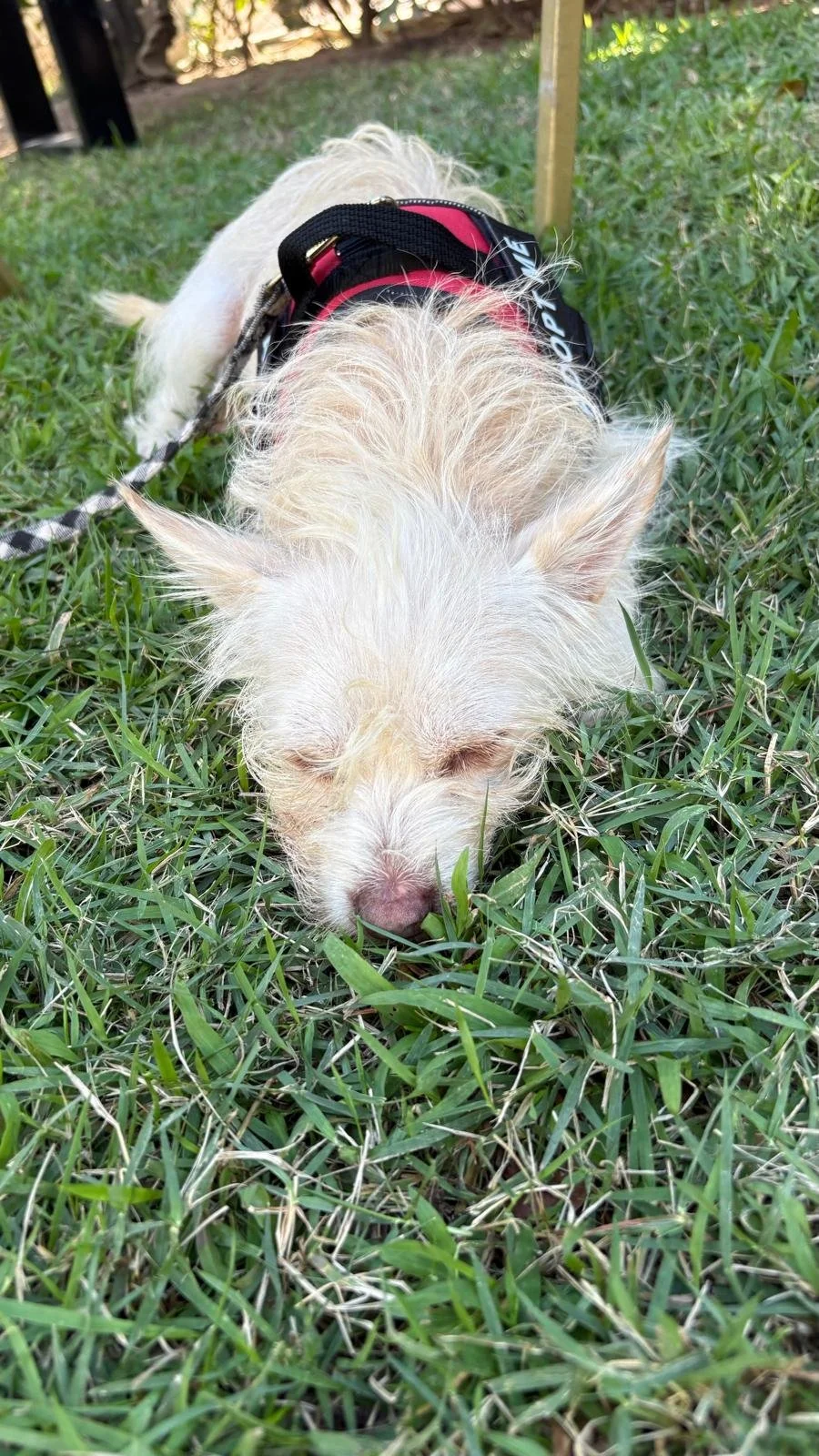 Guero 12-15-25 B.jpeg