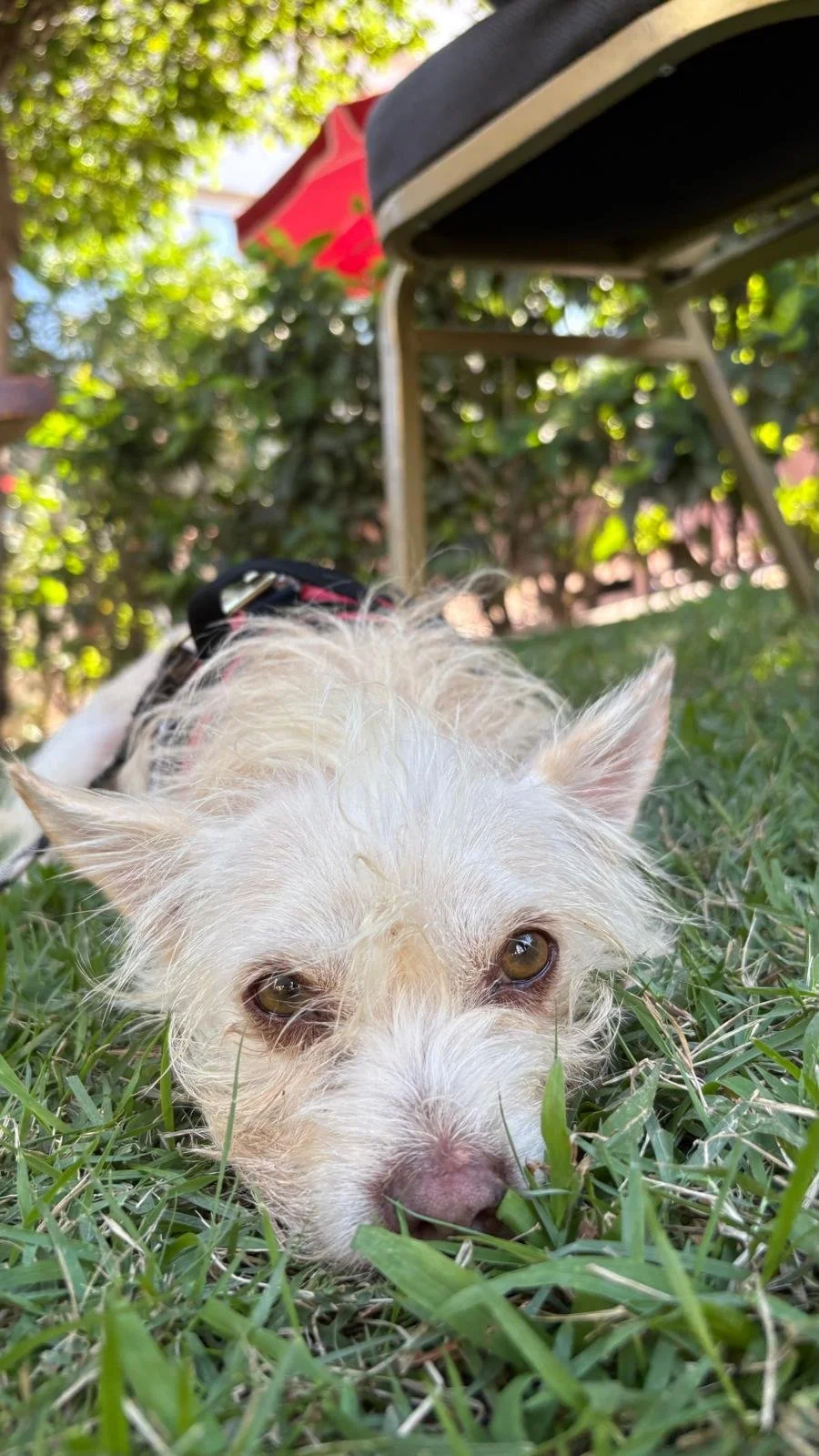 Guero 12-15-25 C.jpeg