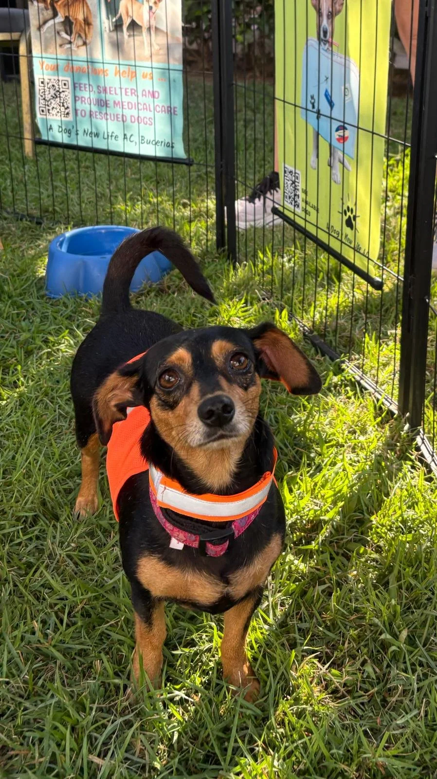 Princesa 12-15-25 A.jpeg