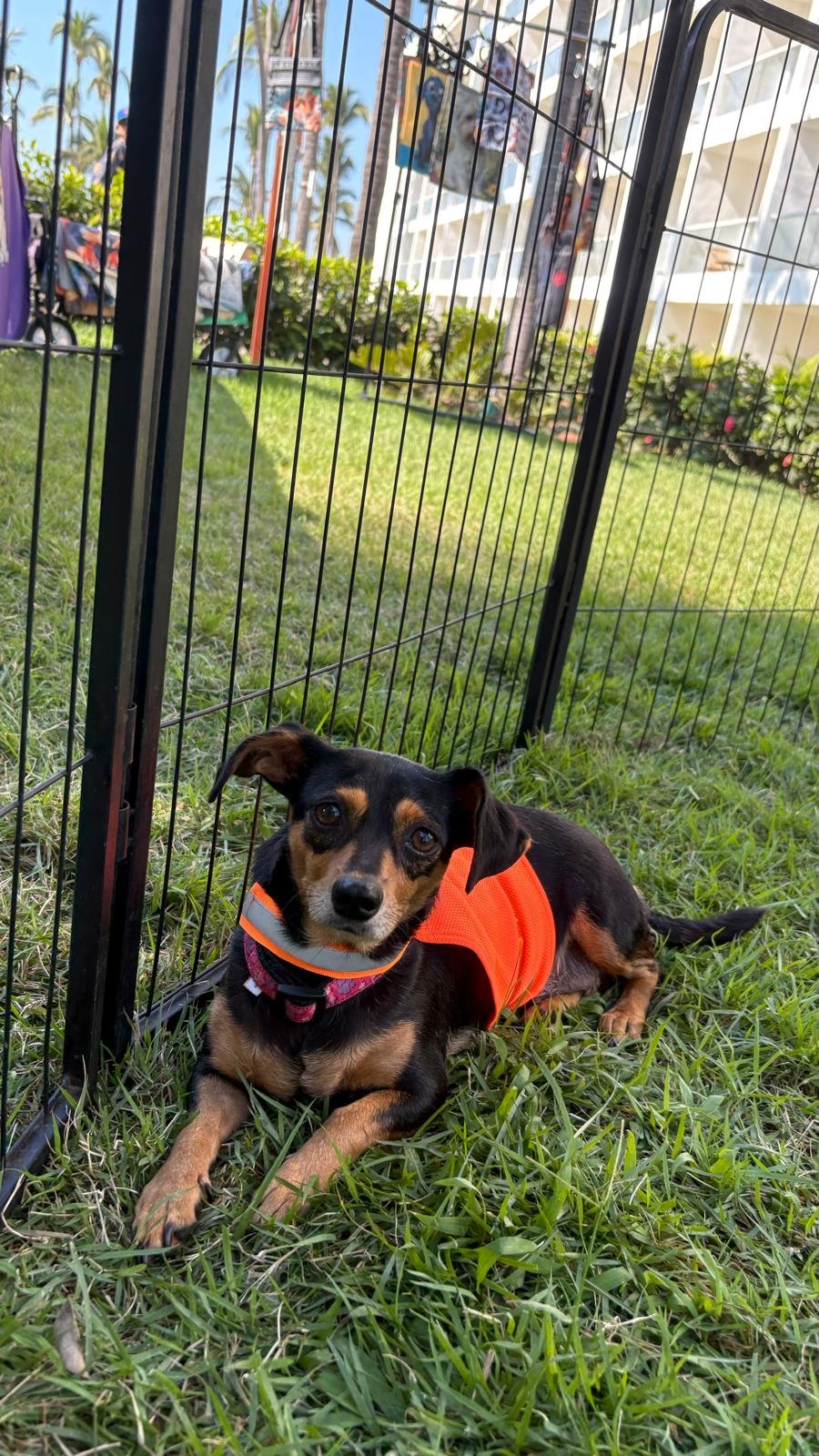 Princesa 12-15-25 C.jpeg