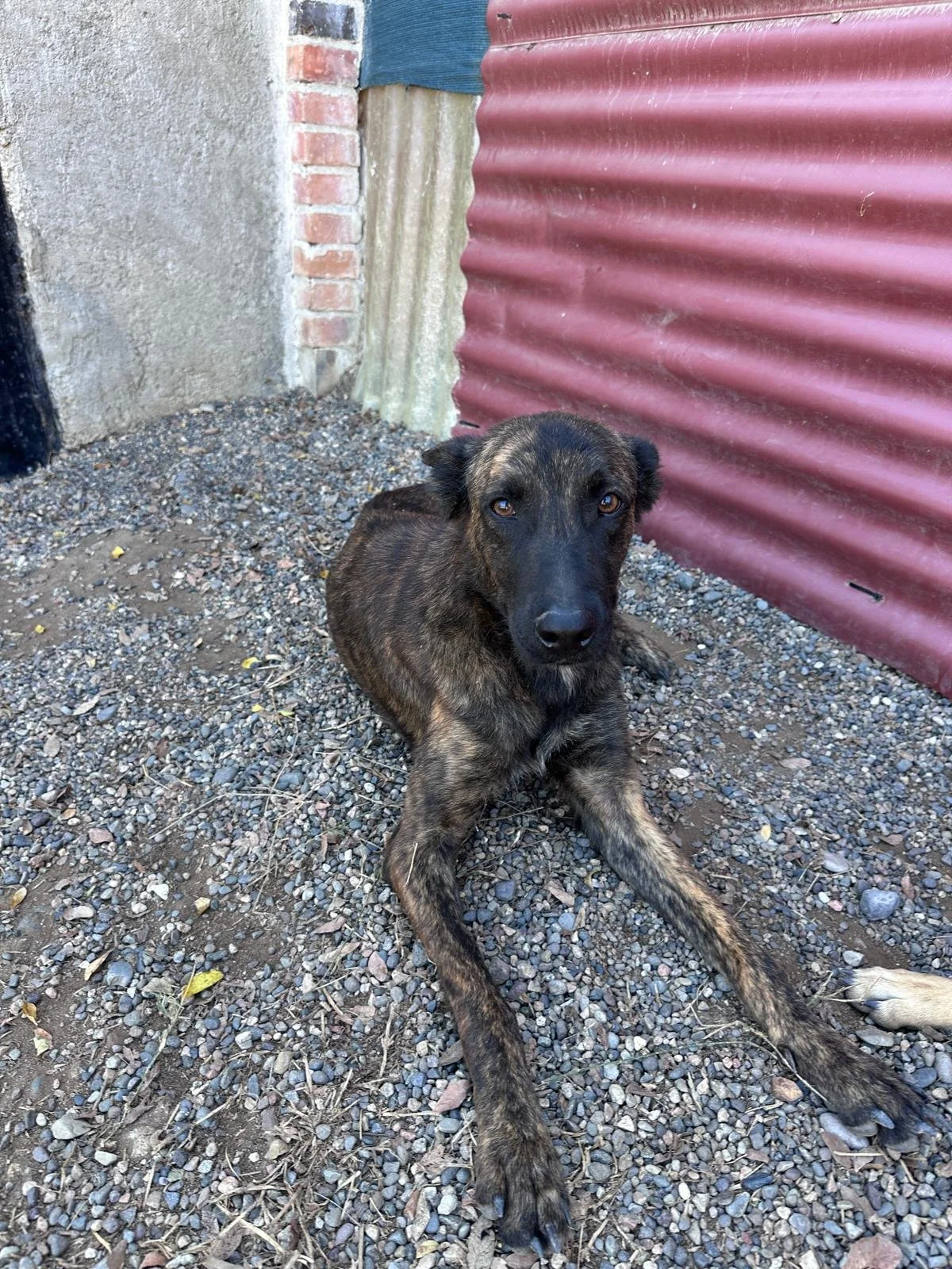 Esme 12-19-25 A.jpeg