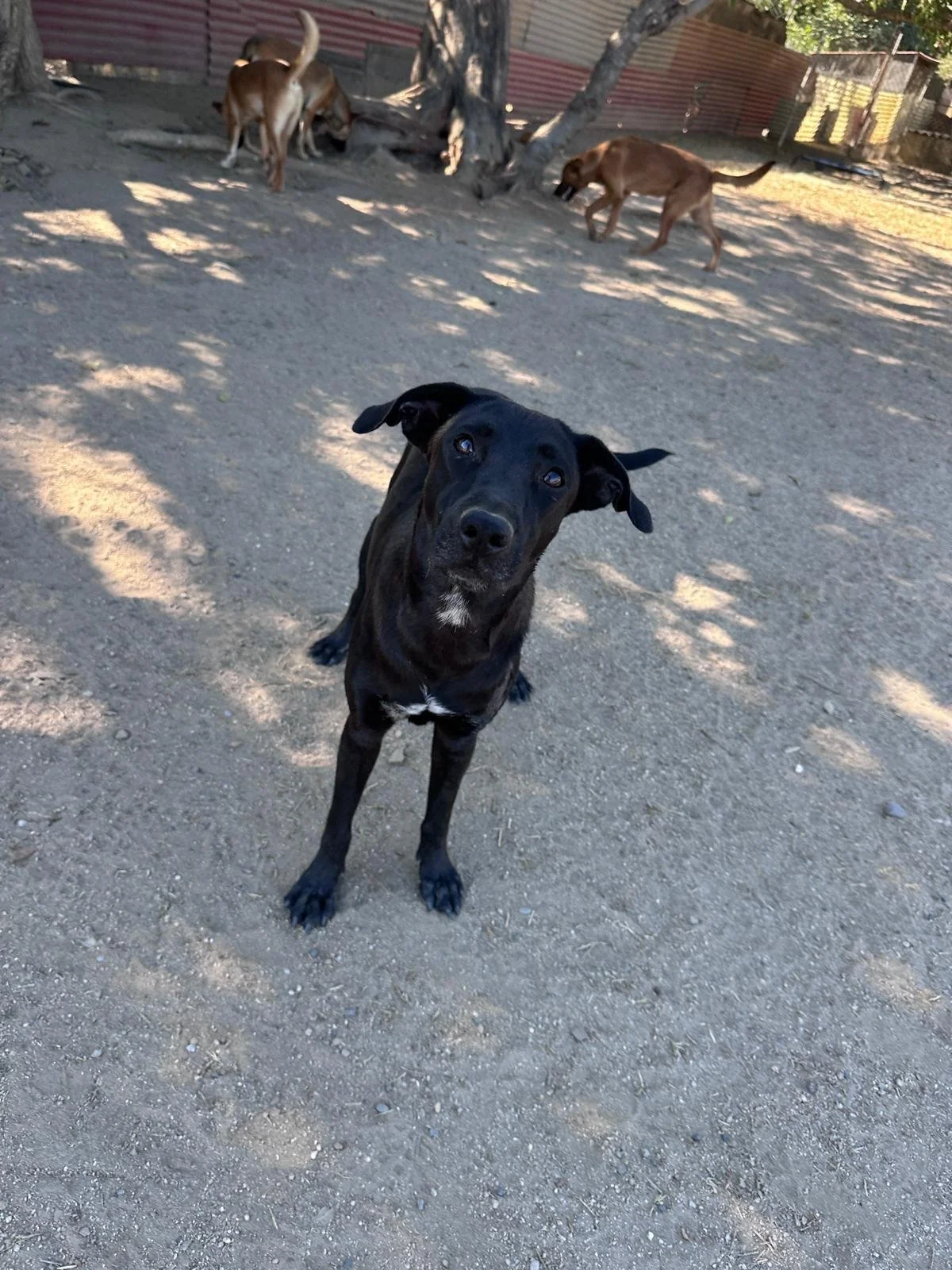 Popsicle 12-19-25 C.jpeg