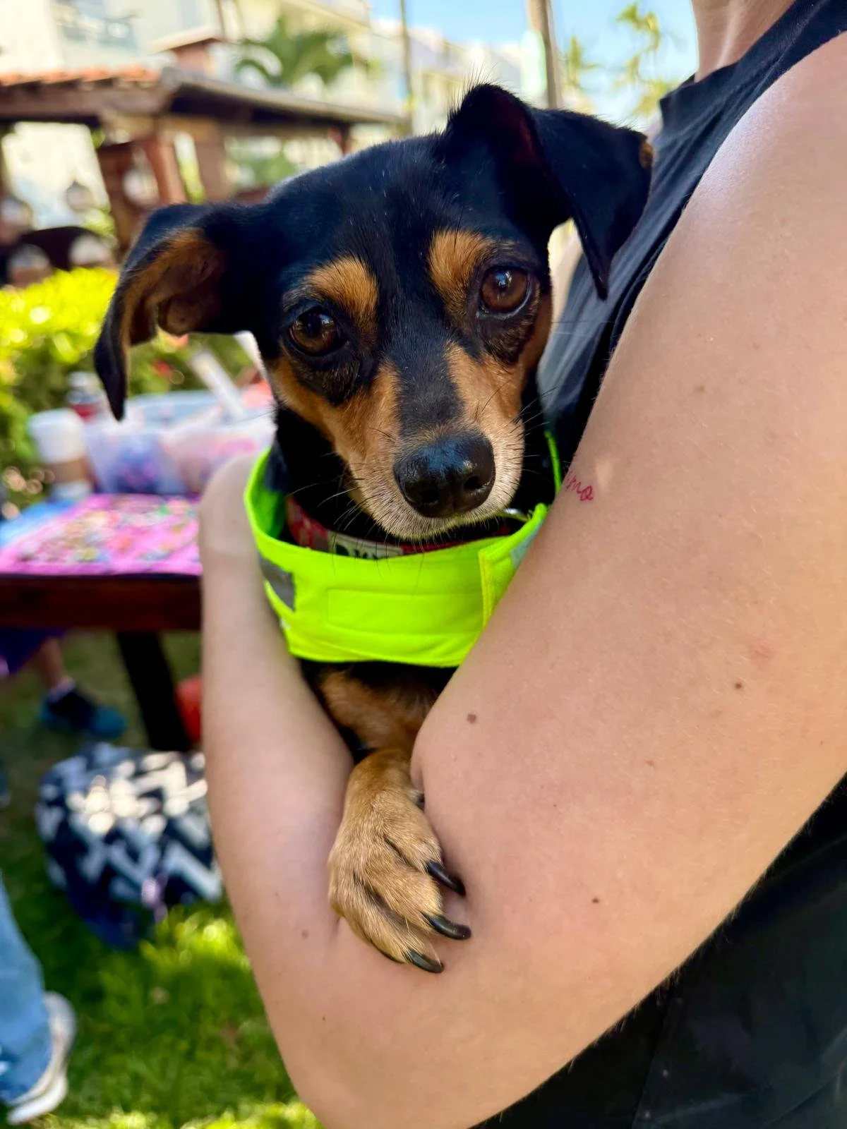 Princesa 12-22-25 A.jpeg