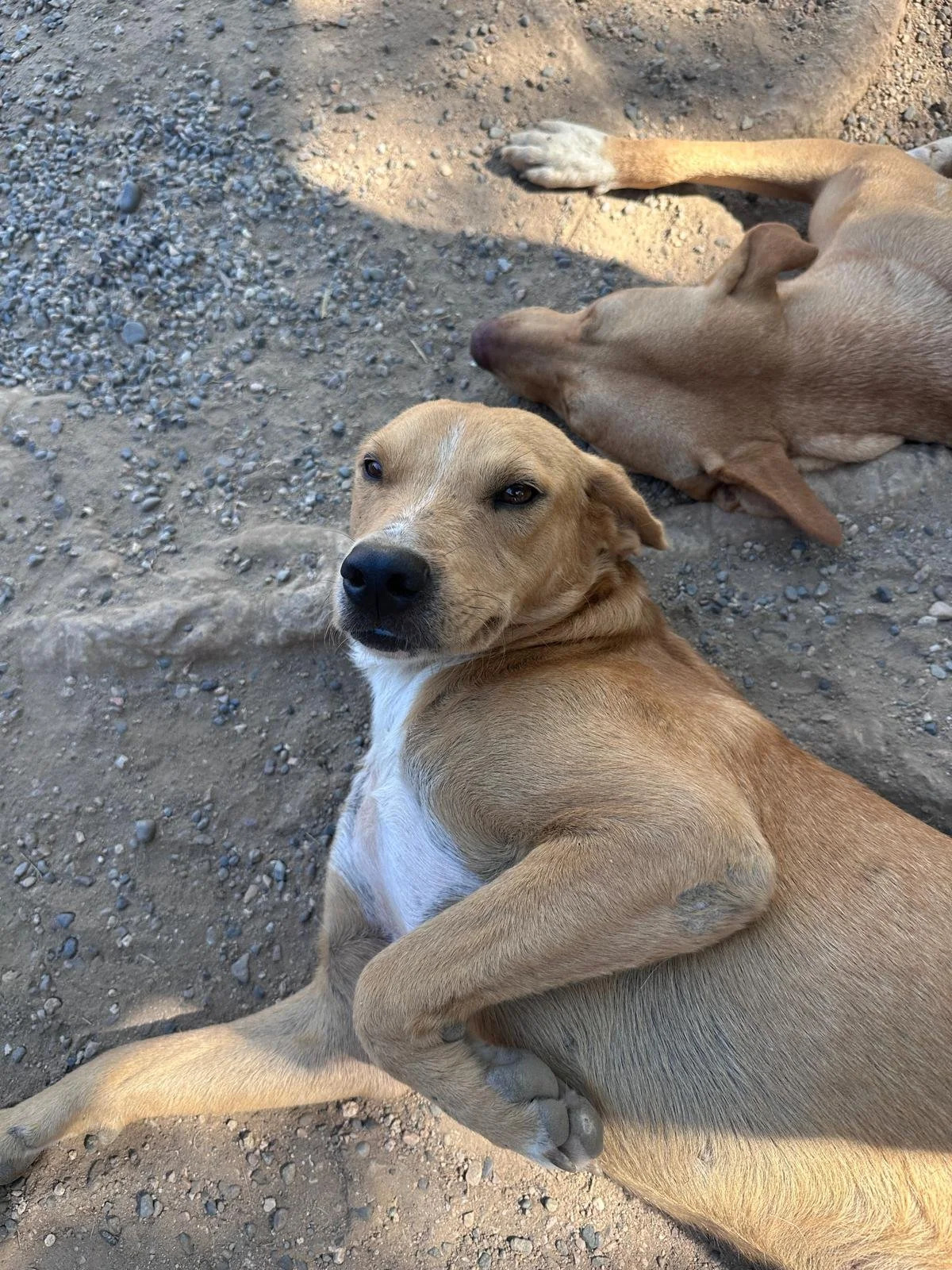 Buster 12-22-25 B.jpeg