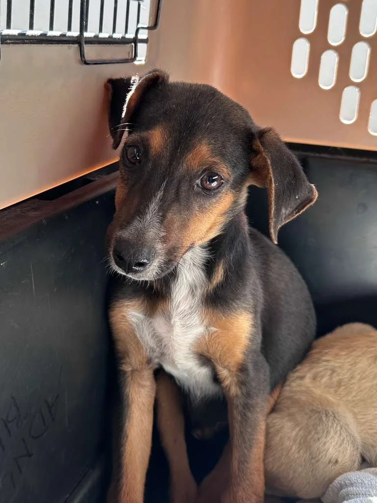 Saint 12-31-25 A.jpeg