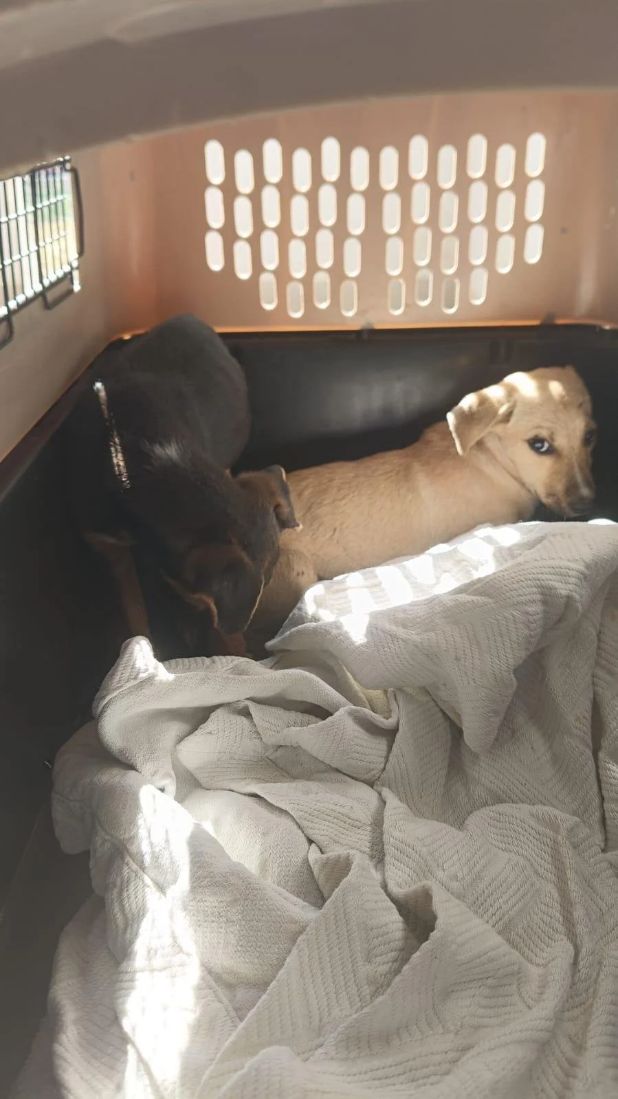 Saint and Noelle 12-31-25 A.jpeg