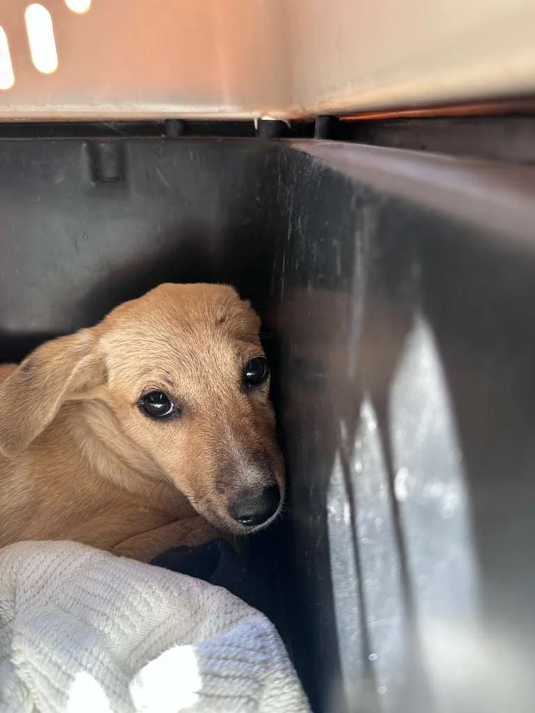 Noelle 12-31-25 B.jpeg