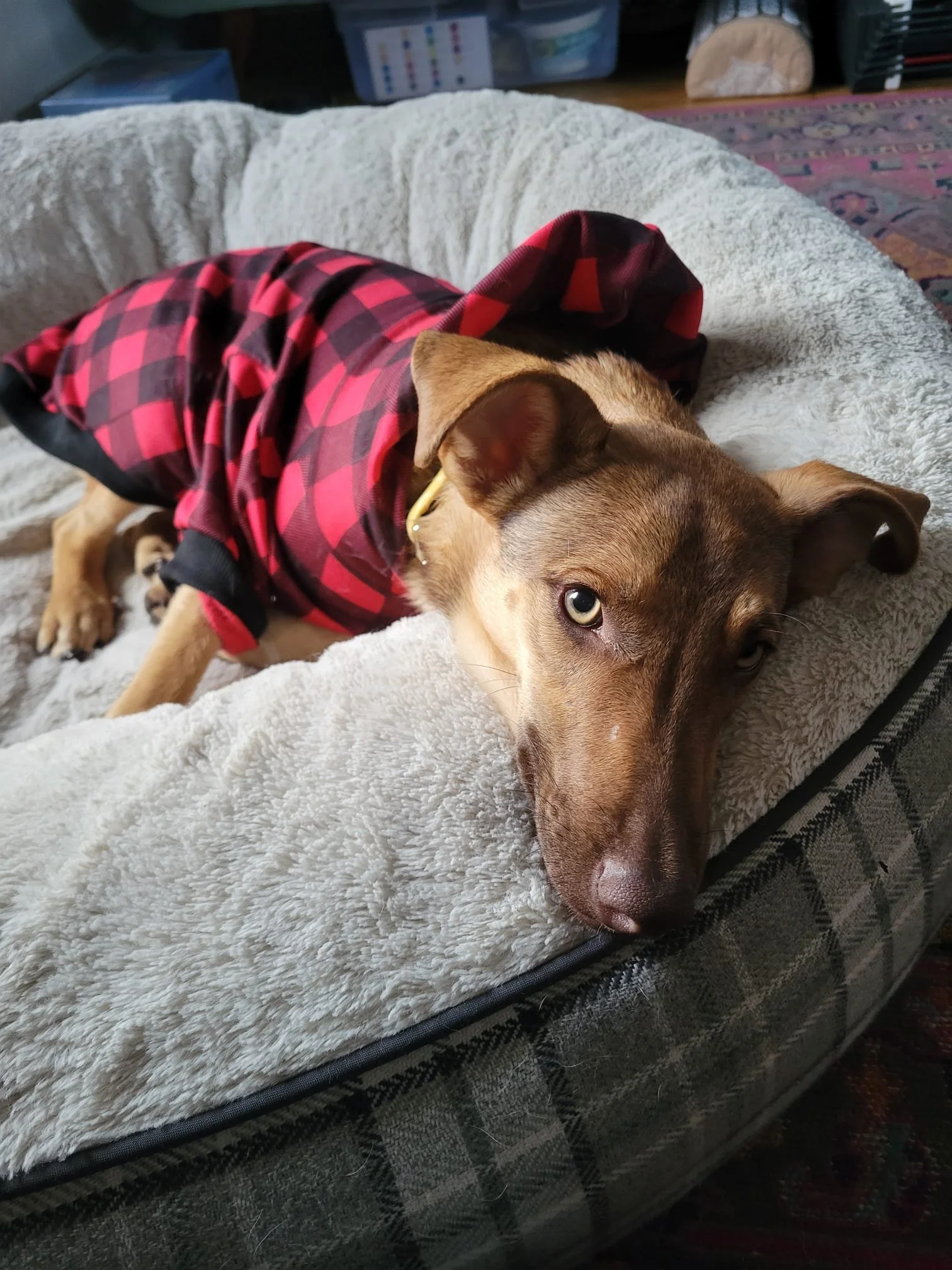 WhatsApp Image 2026-01-08 at 11.10.17 AM.jpeg