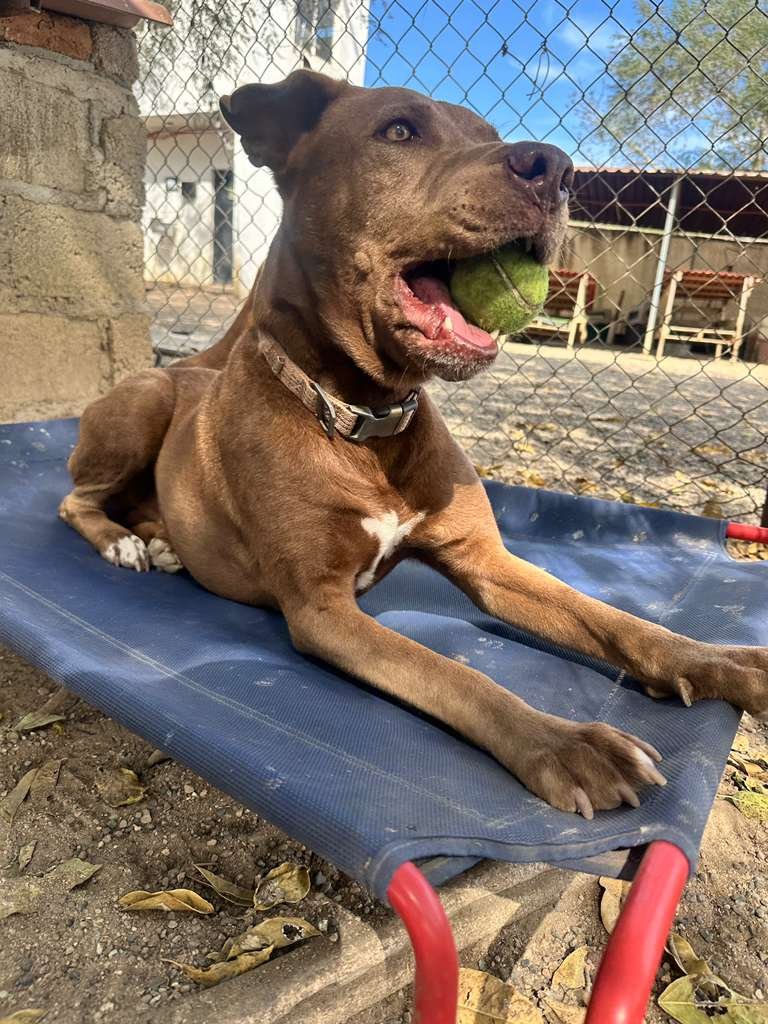 Sarge 1-16-26 B.jpeg