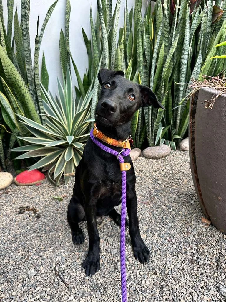 WhatsApp Image 2026-01-17 at 5.34.14 PM (1).jpeg