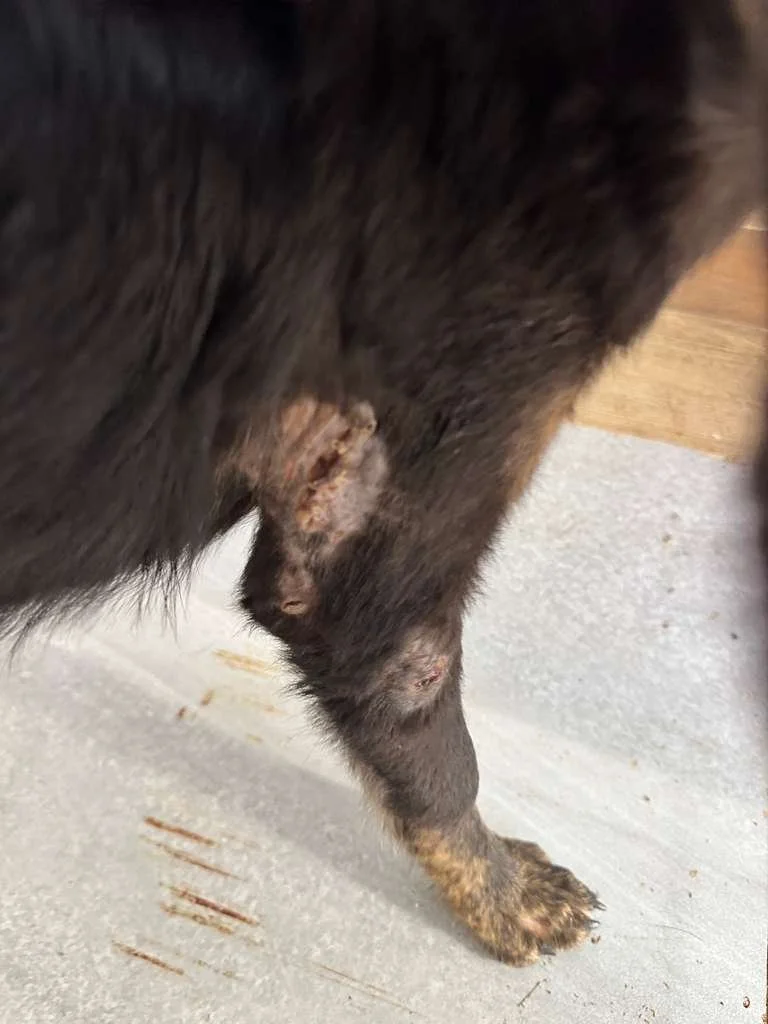 WhatsApp Image 2026-01-19 at 5.11.38 PM (1).jpeg