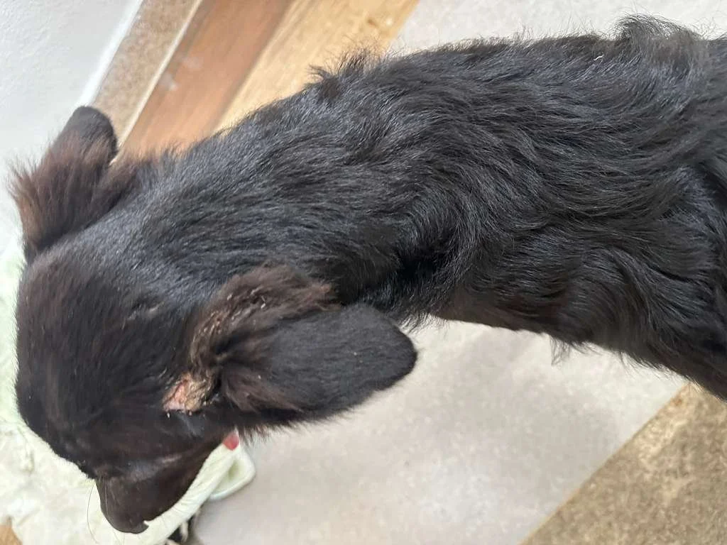 WhatsApp Image 2026-01-19 at 5.11.38 PM.jpeg