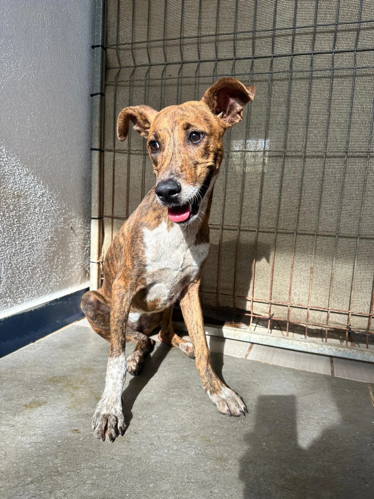 WhatsApp Image 2026-01-23 at 5.27.04 PM (1).jpeg