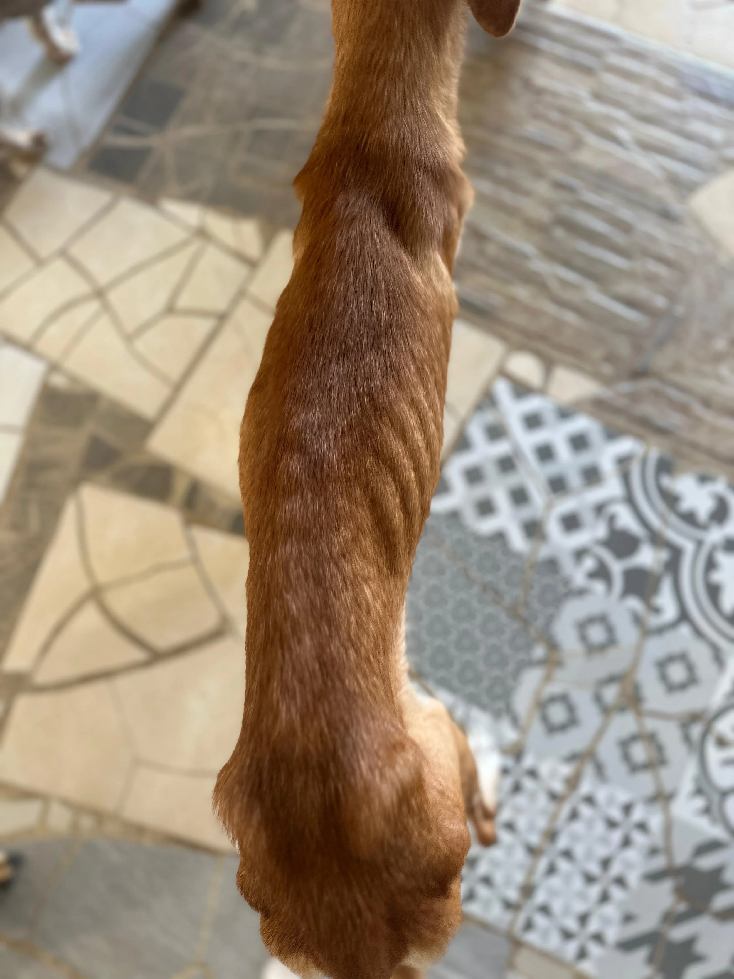 Lenni 1-26-26 SKinny A.jpeg