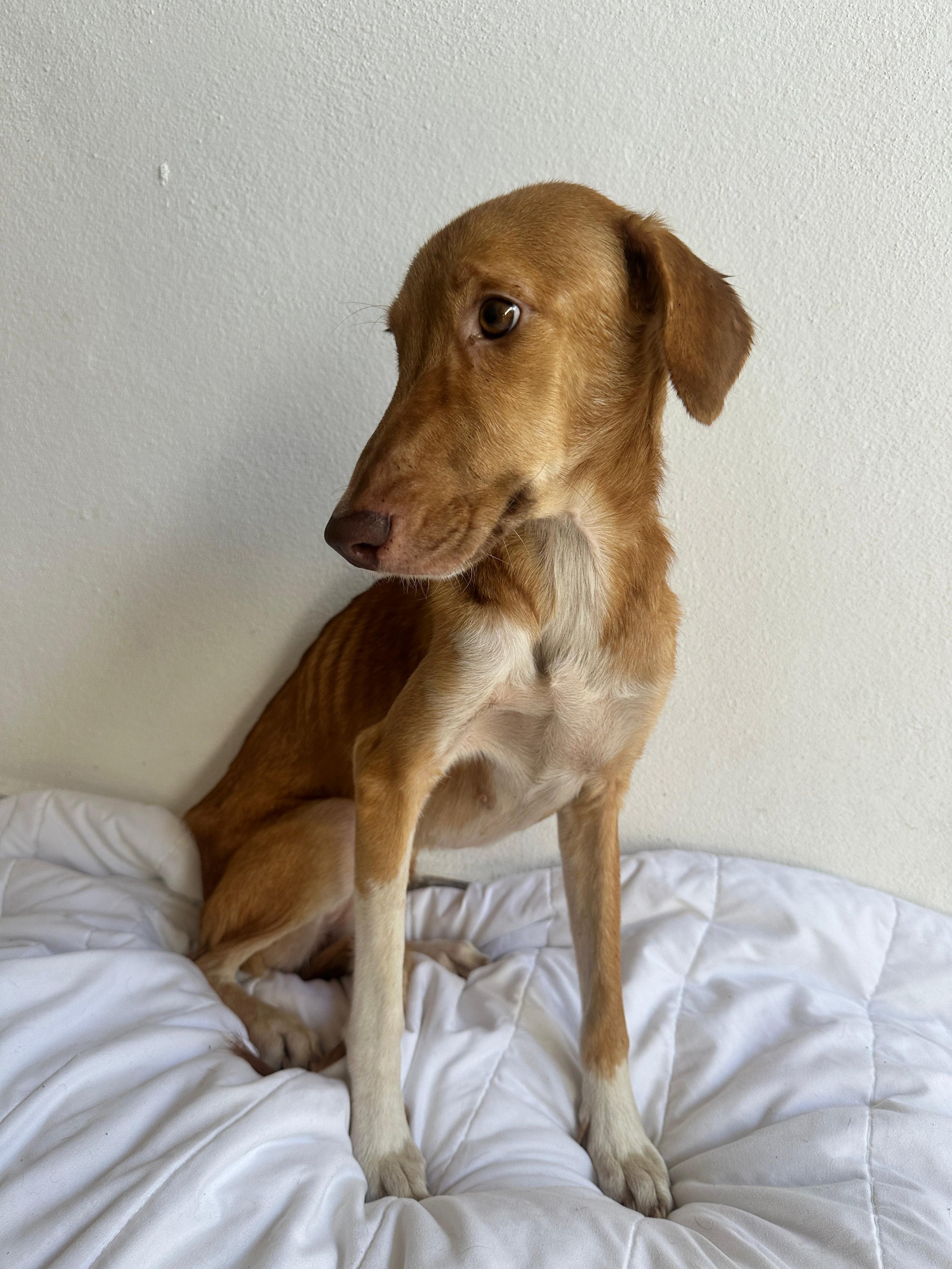 Lenni 1-26-26 SKinny B.jpeg