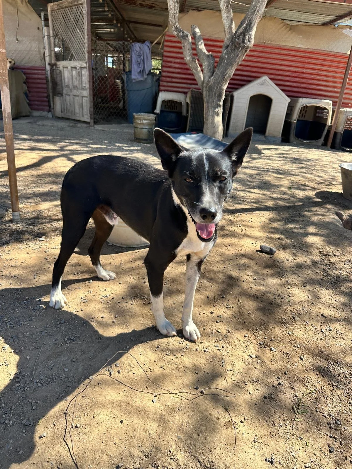 Raffi 1-26-26 A.jpeg