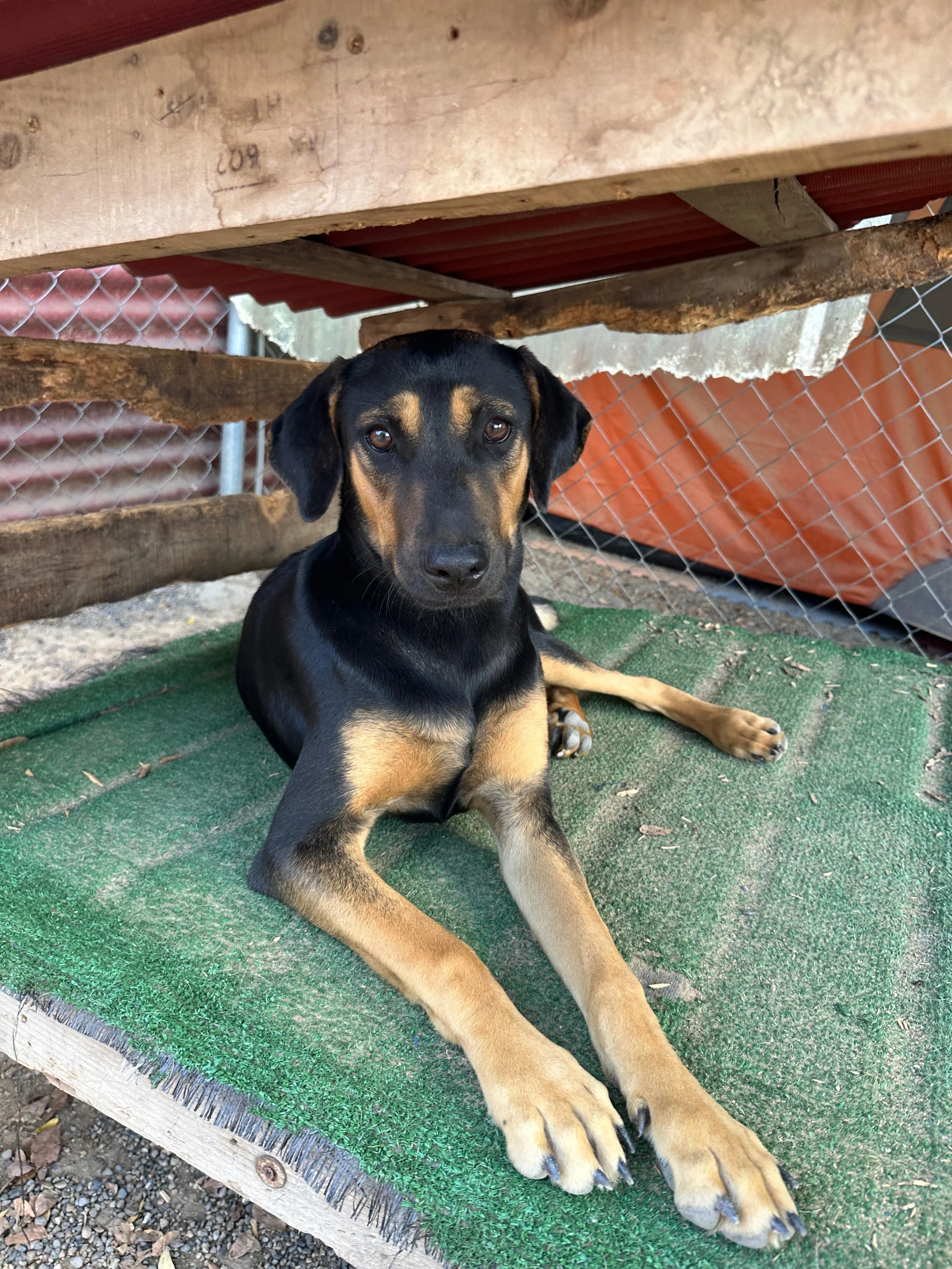 Sydney 1-26-26 A.jpeg