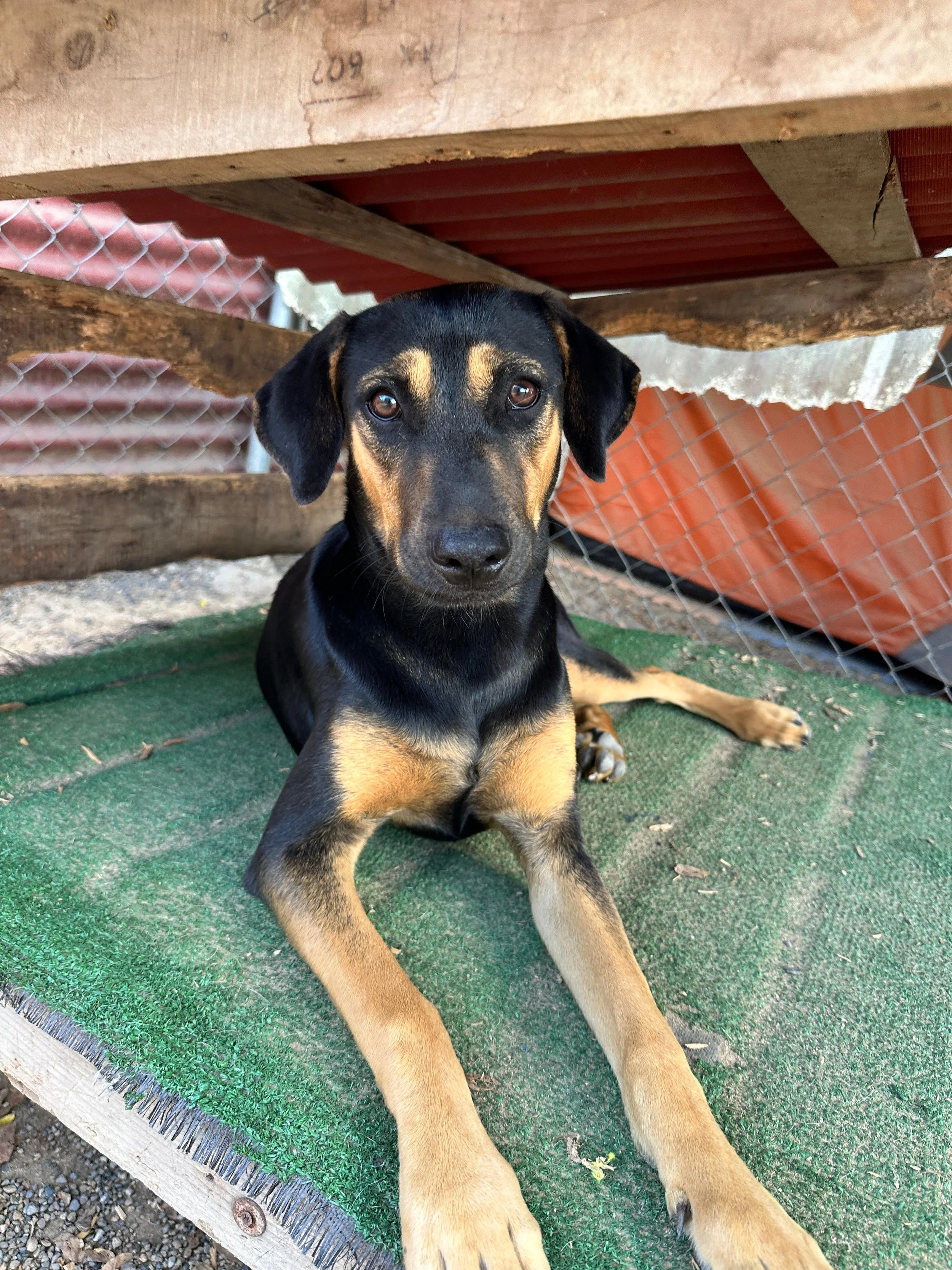 Sydney 1-26-26 D.jpeg