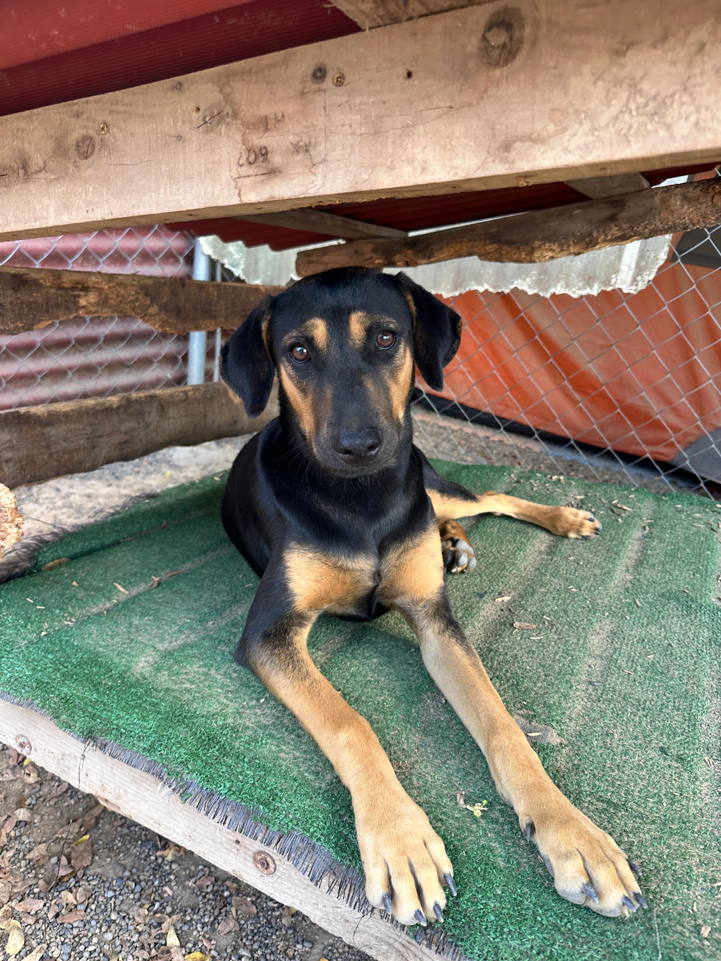 Sydney 1-26-26 C.jpeg