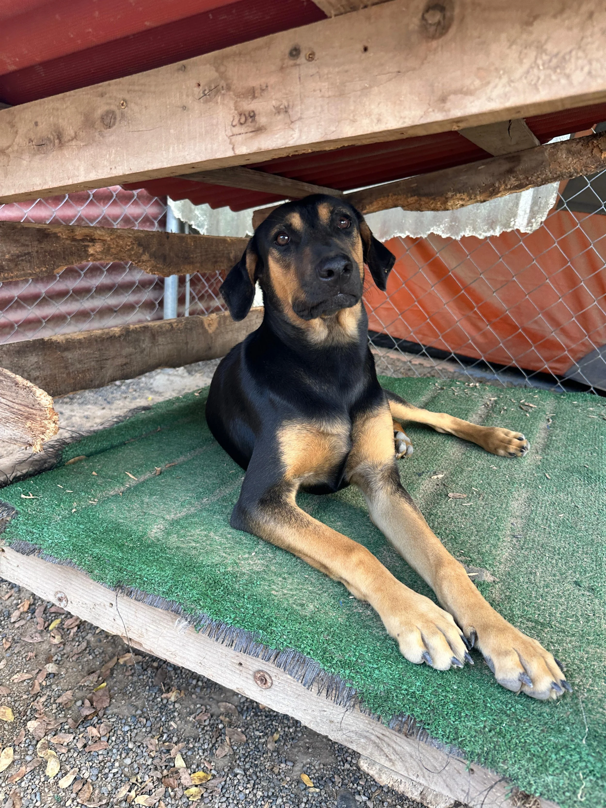 Sydney 1-26-26 B.jpeg