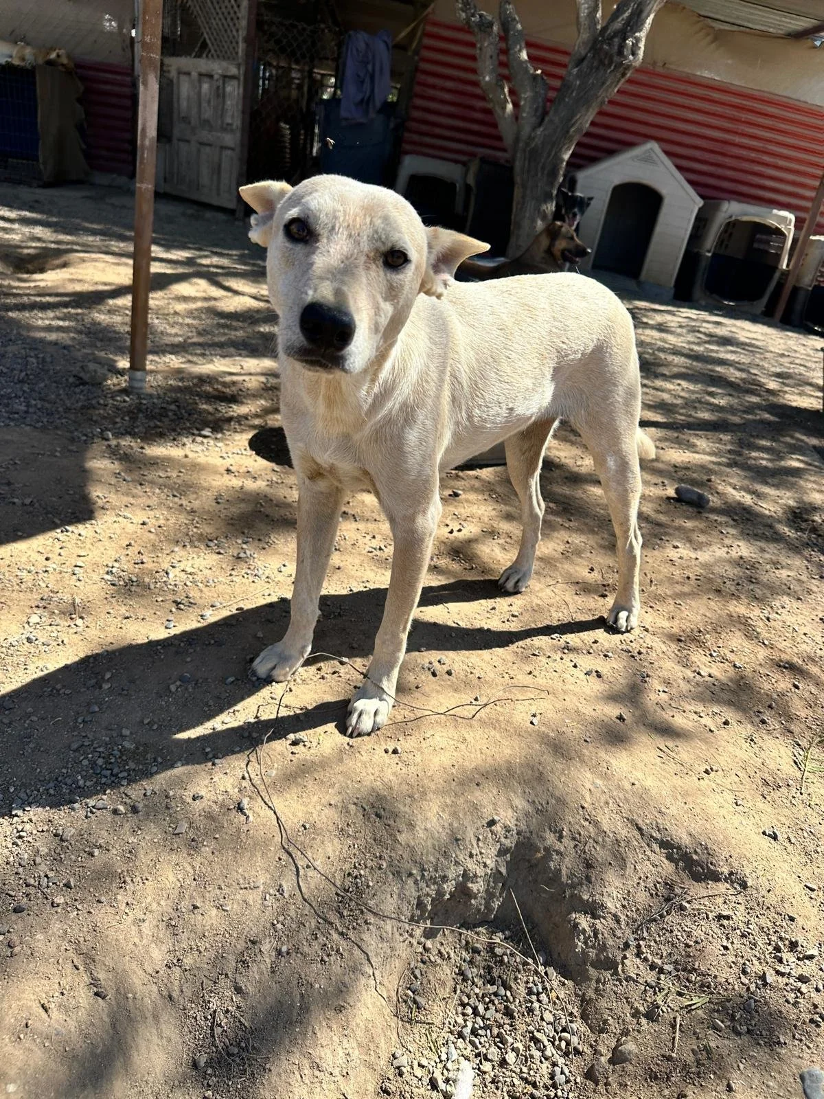 Angel 1-26-26 A.jpeg