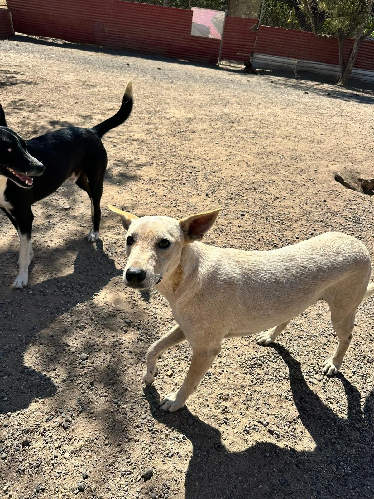 Angel 1-26-26 C.jpeg