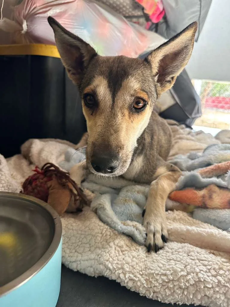 WhatsApp Image 2026-01-25 at 5.01.38 PM (2).jpeg