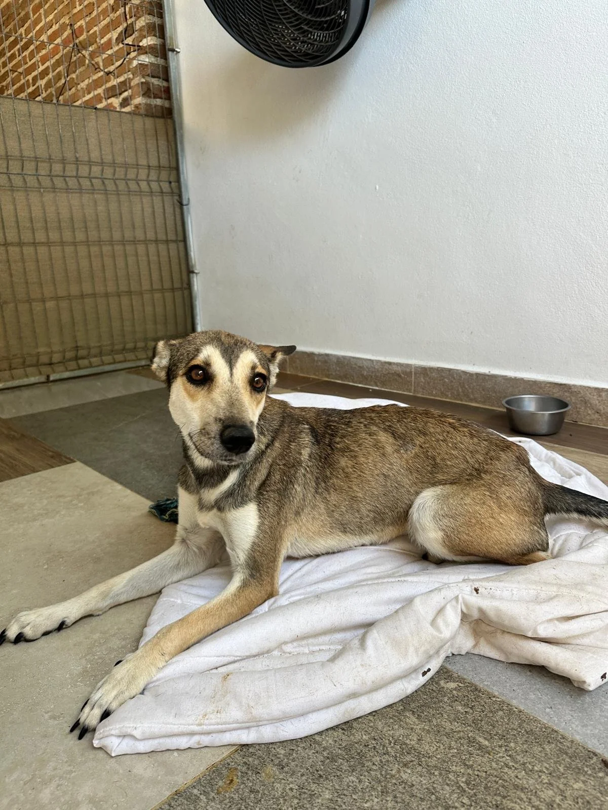 gypsy 13126 (2).jpeg