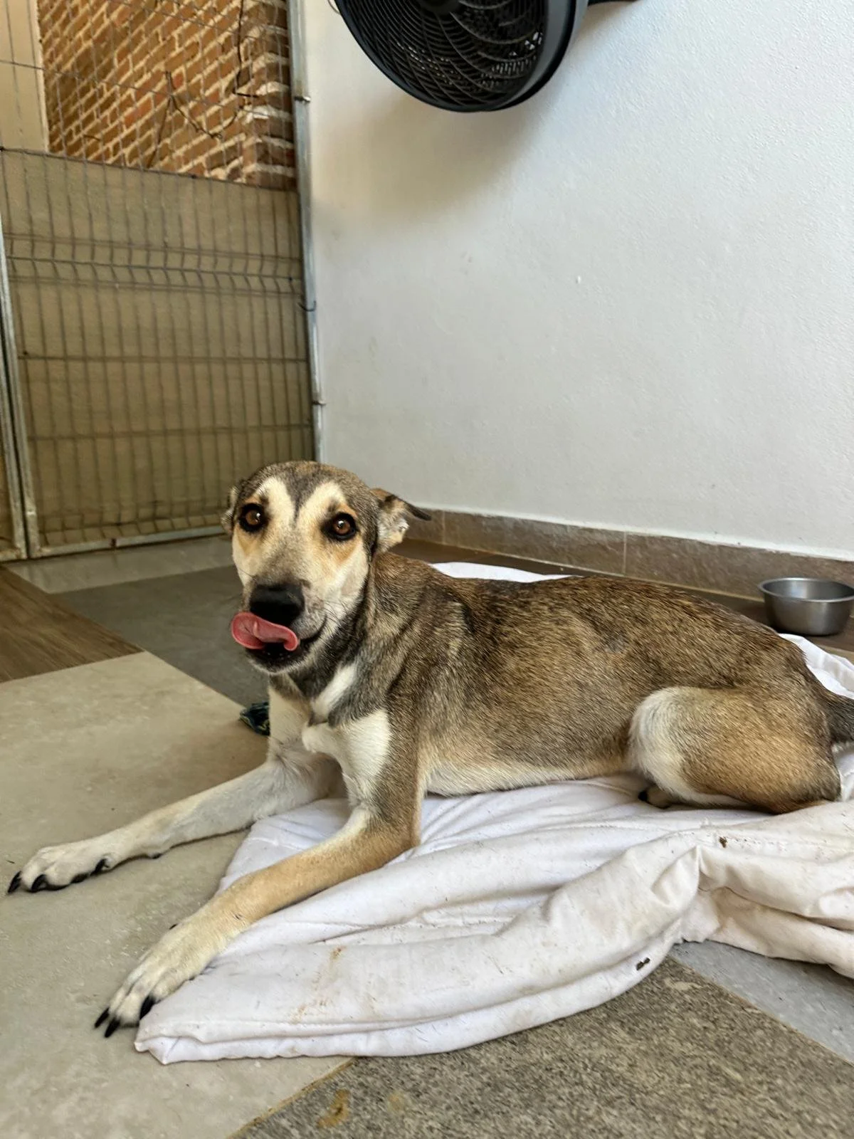 gypsy 13126 (3).jpeg