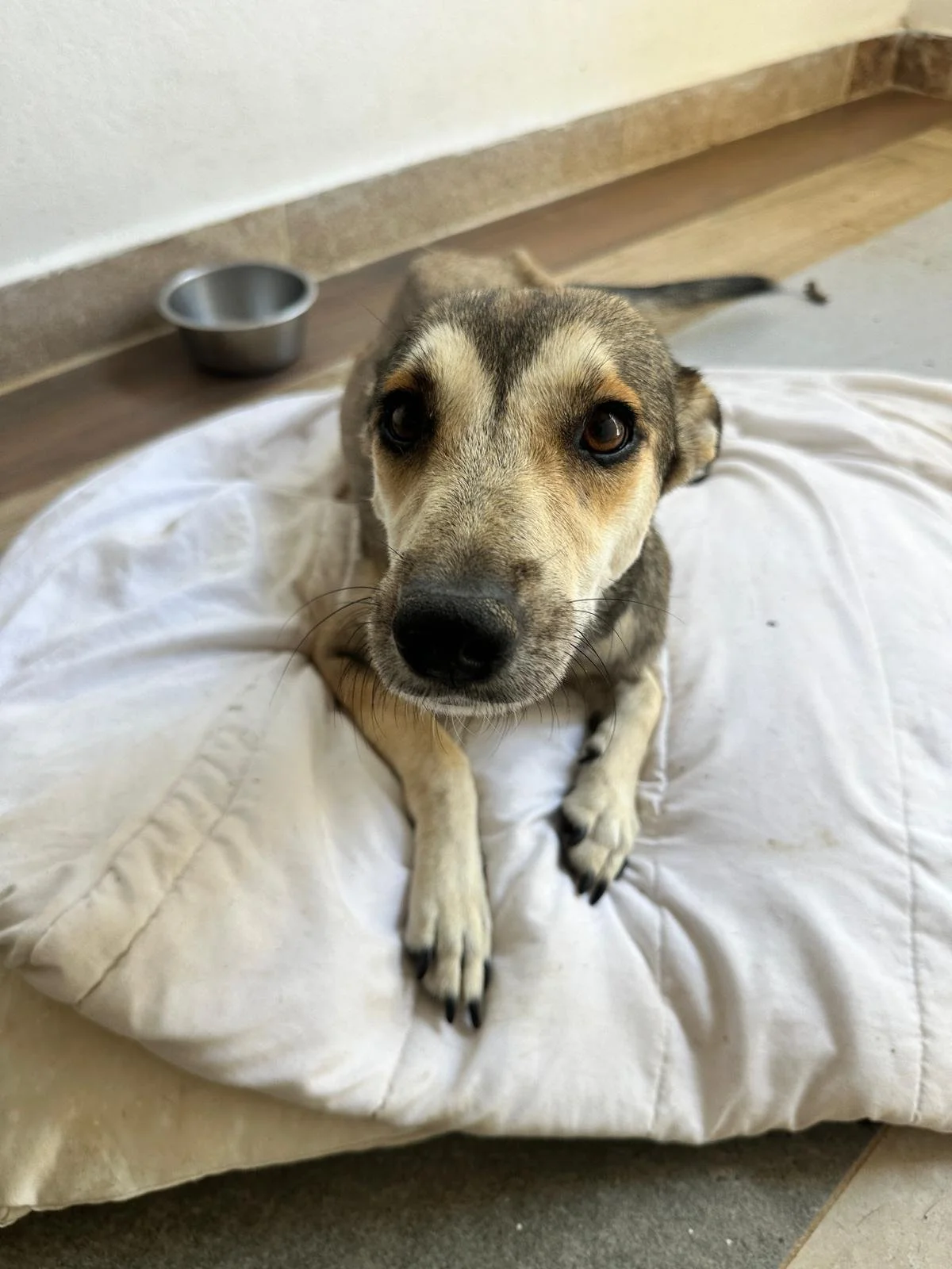 gypsy 13126 (1).jpeg