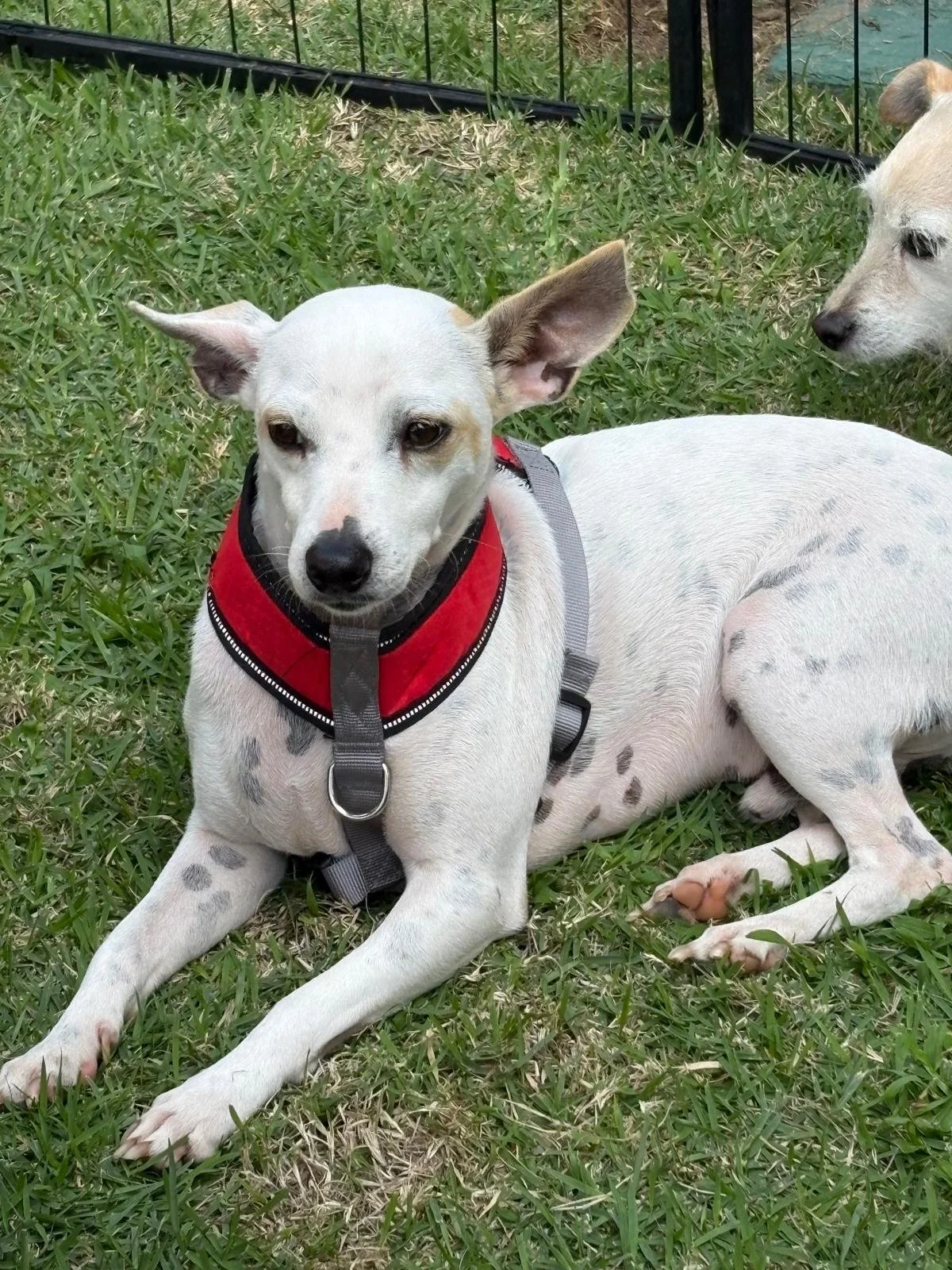 WhatsApp Image 2026-02-09 at 12.20.21 PM (1).jpeg