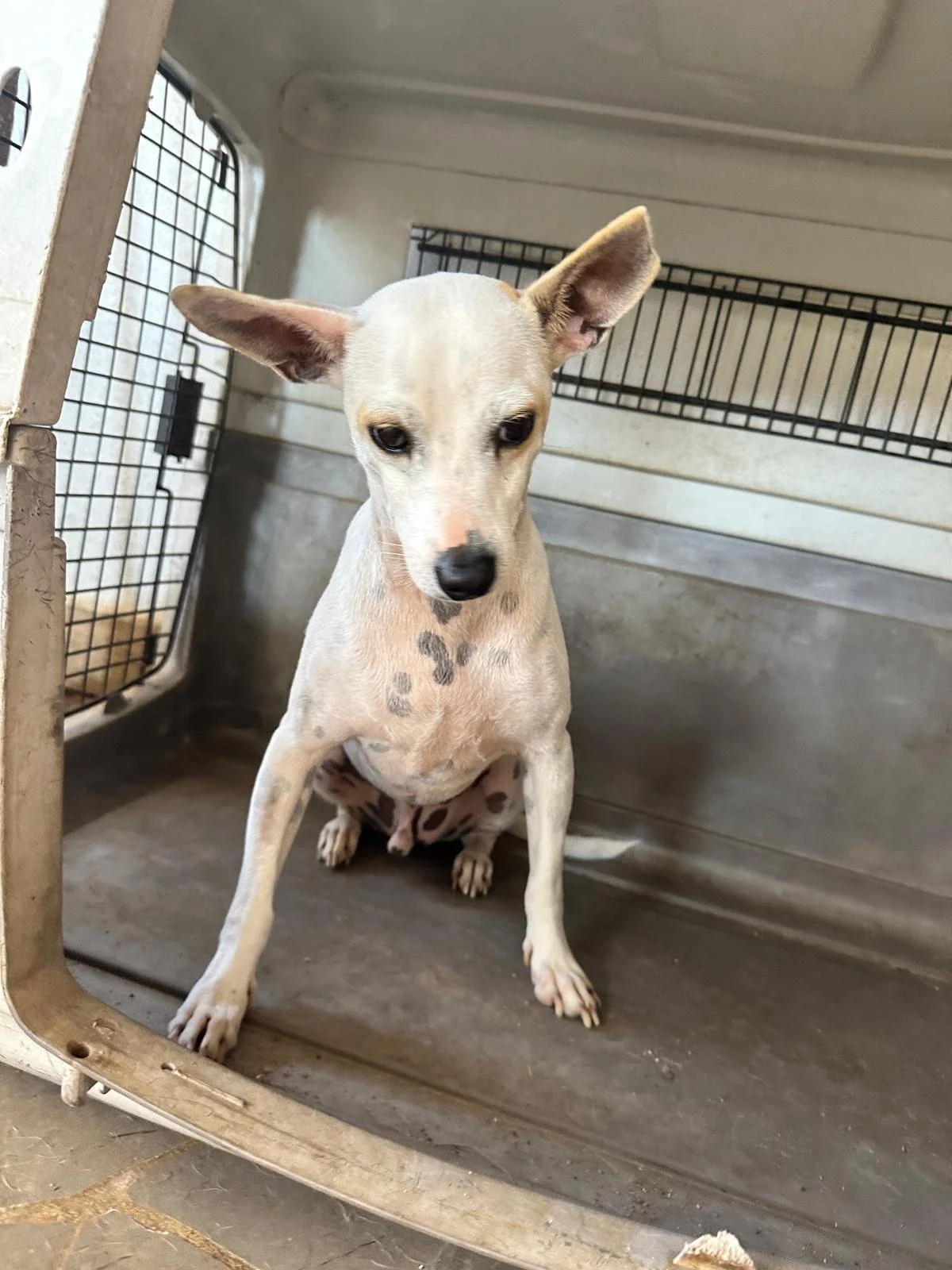 WhatsApp Image 2026-02-08 at 4.42.34 PM (3).jpeg