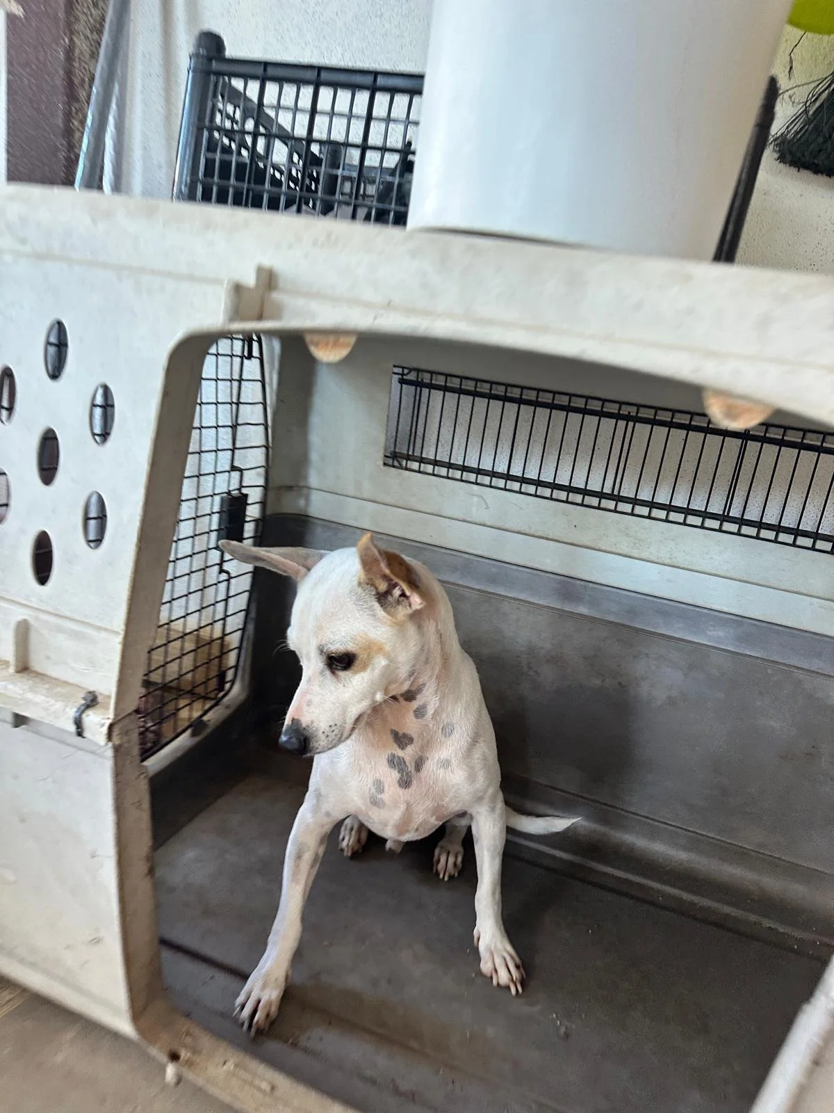 WhatsApp Image 2026-02-08 at 4.42.34 PM (2).jpeg