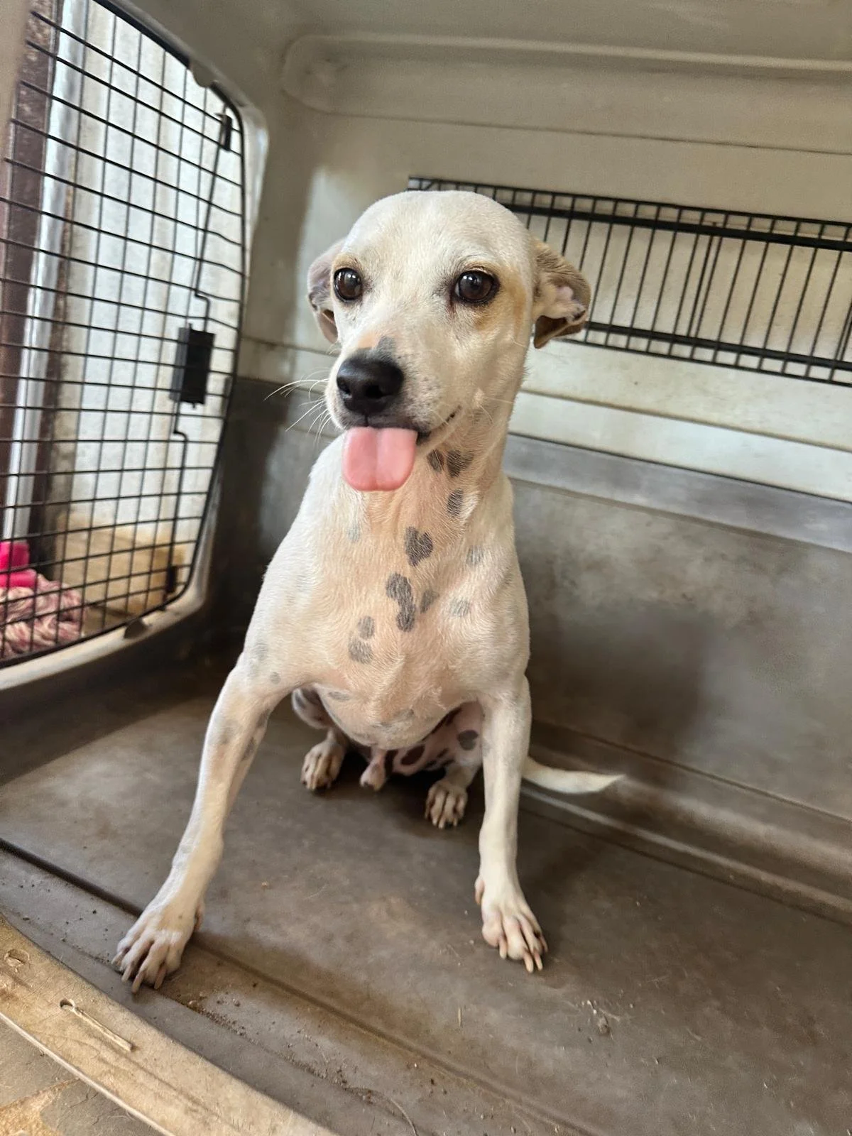 WhatsApp Image 2026-02-08 at 4.42.34 PM (4).jpeg