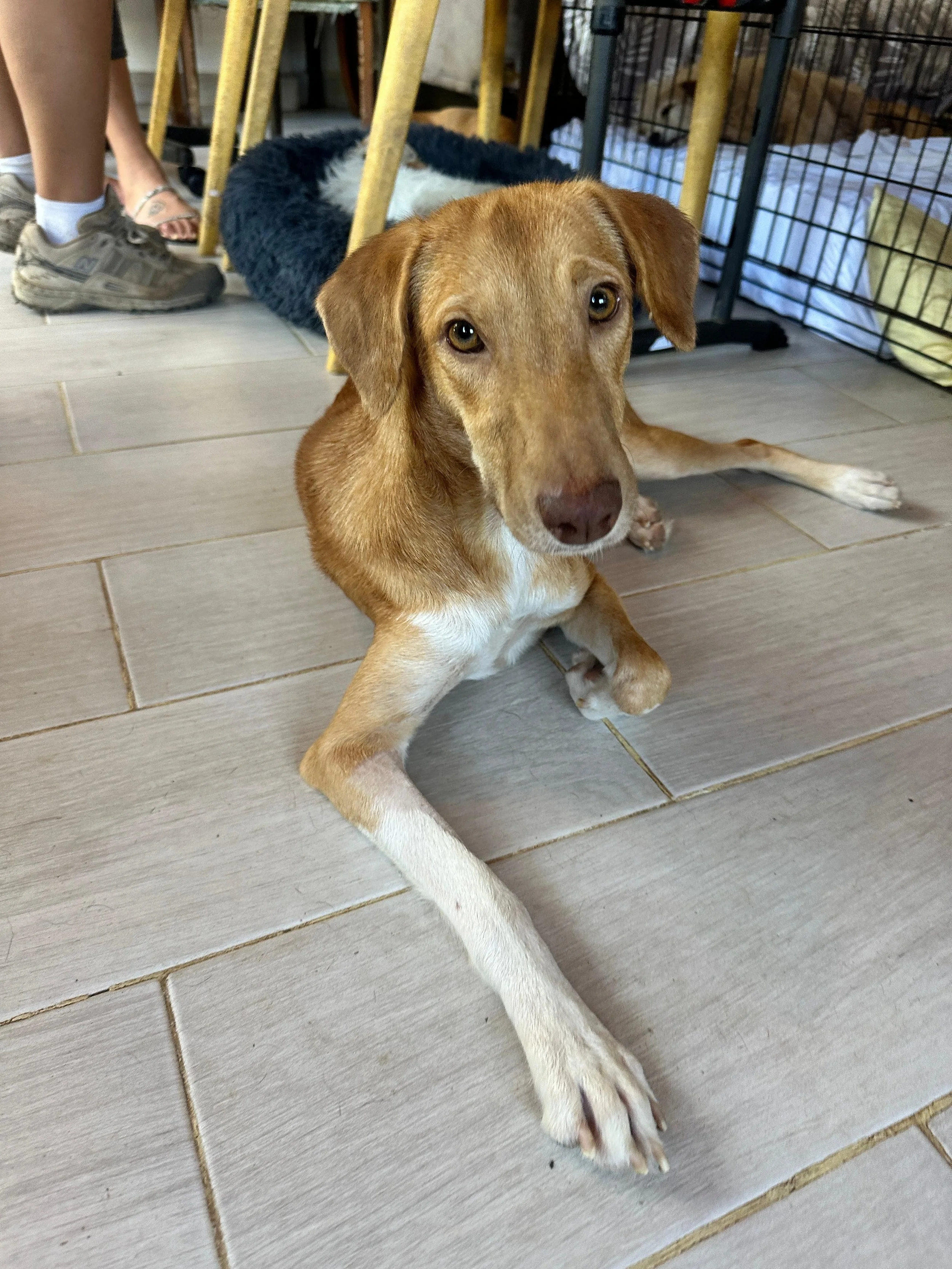 Goldie 2-10-26 A.jpeg