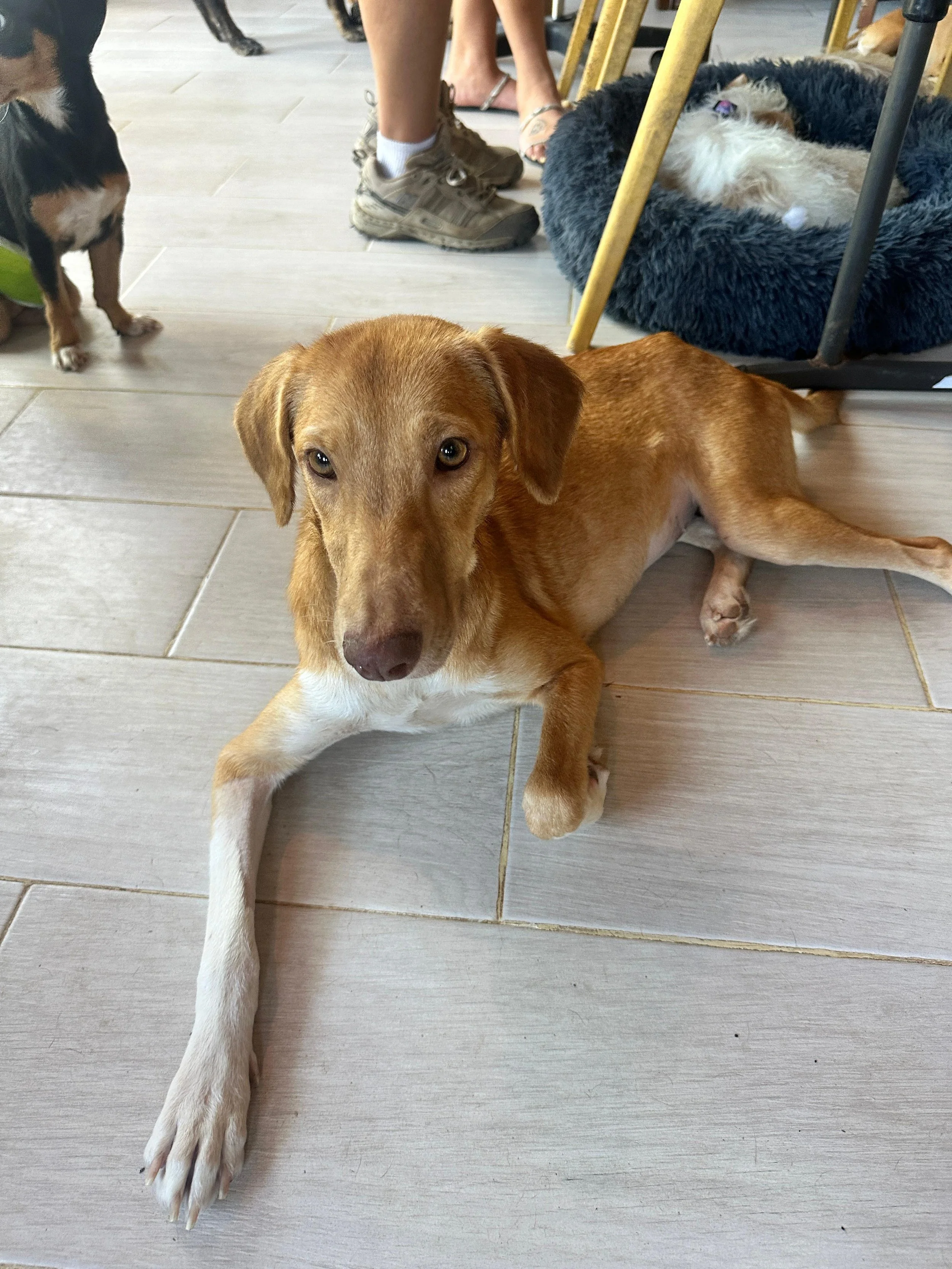 Goldie 2-10-26 D.jpeg