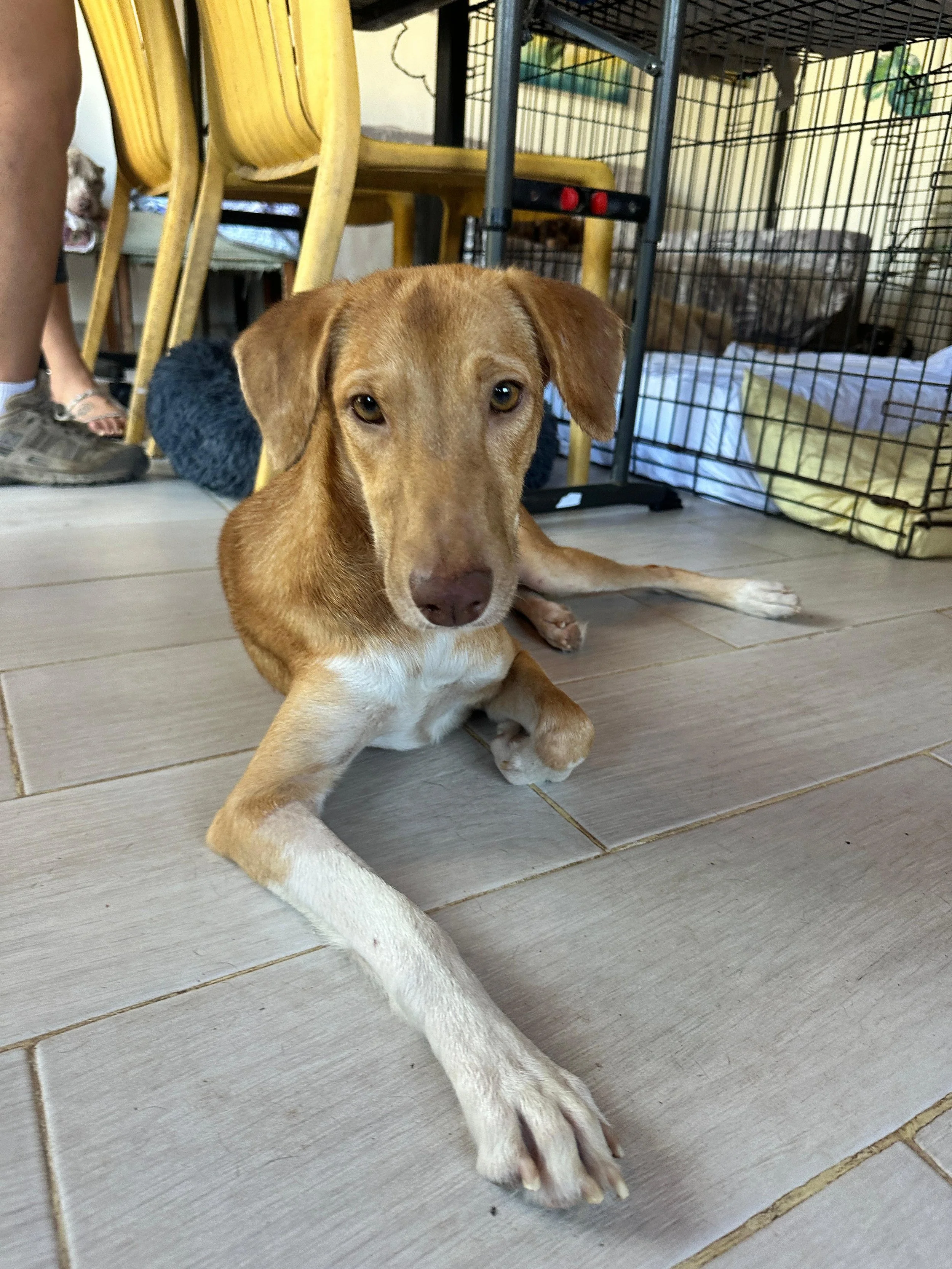 Goldie 2-10-26 C.jpeg