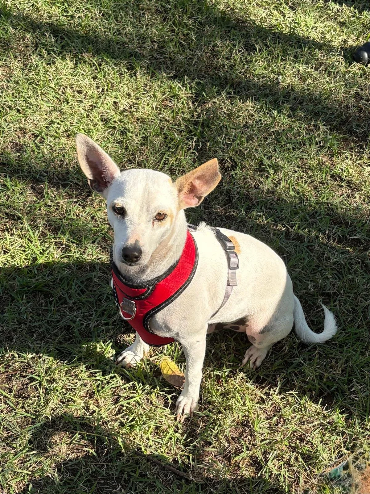 WhatsApp Image 2026-02-11 at 10.29.07 AM.jpeg