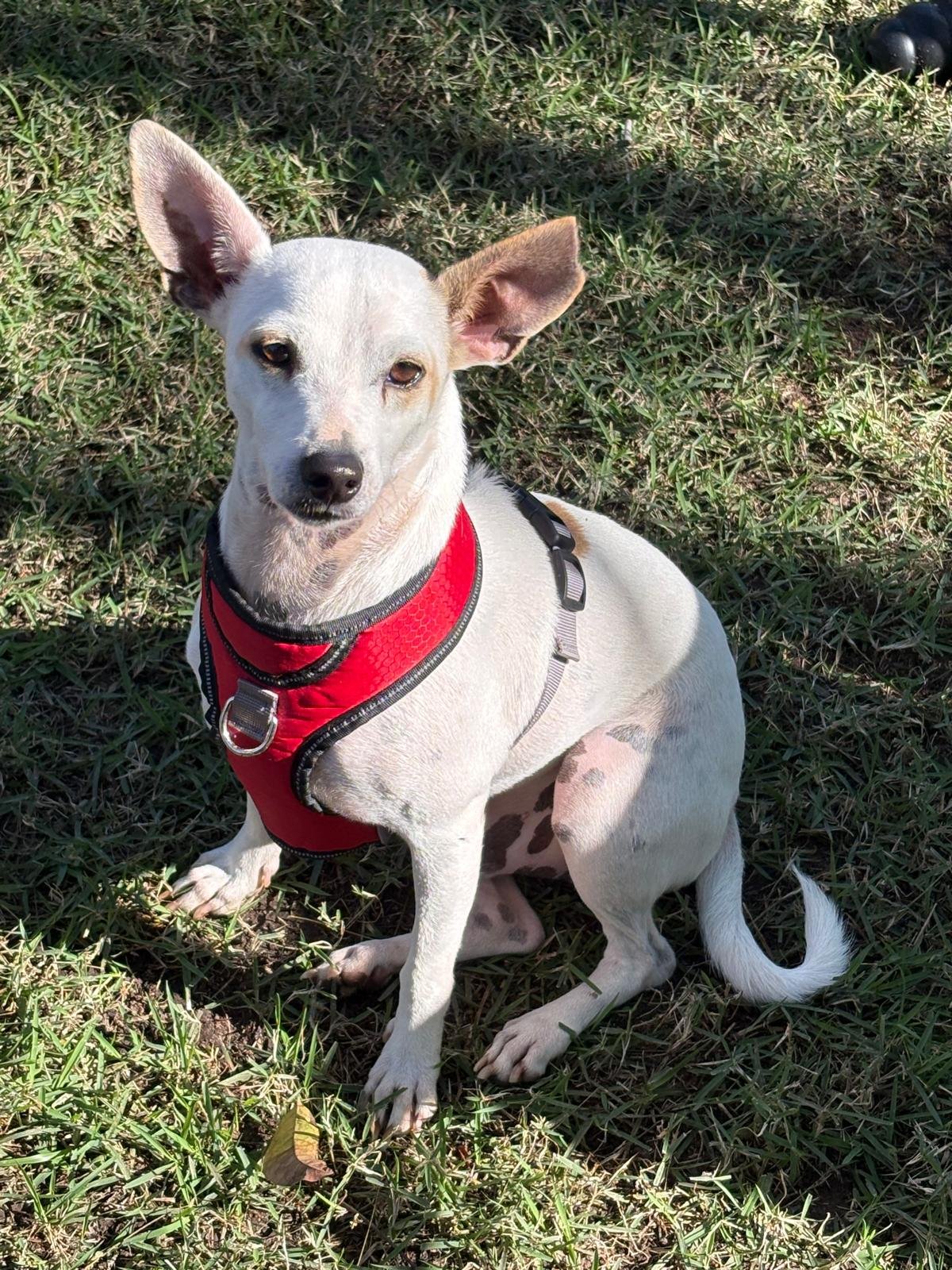 WhatsApp Image 2026-02-11 at 10.29.07 AM (1).jpeg