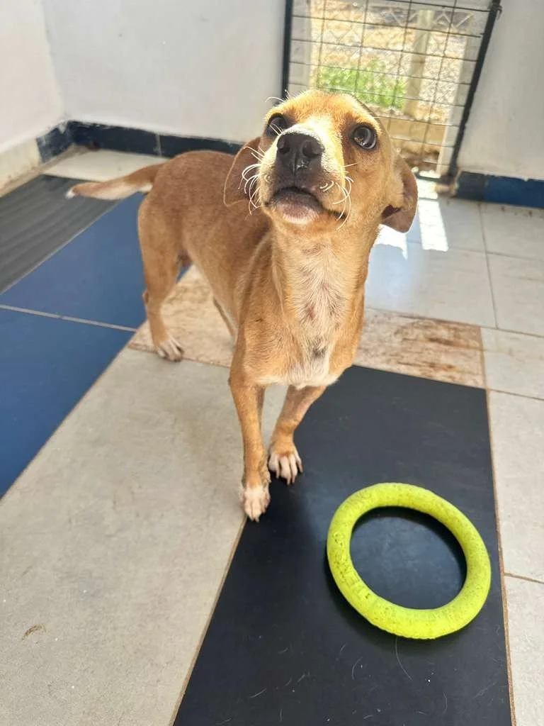 WhatsApp Image 2026-02-11 at 4.46.14 PM (2).jpeg