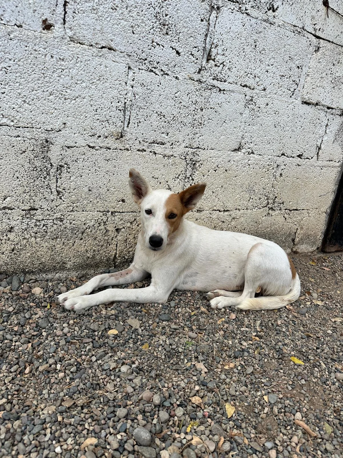 WhatsApp Image 2026-02-13 at 3.47.34 PM (1).jpeg