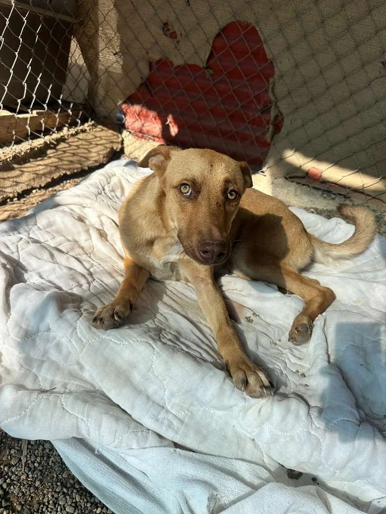 WhatsApp Image 2026-02-11 at 4.07.26 PM.jpeg