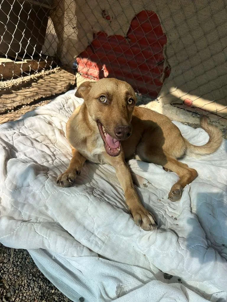 WhatsApp Image 2026-02-11 at 4.07.29 PM.jpeg