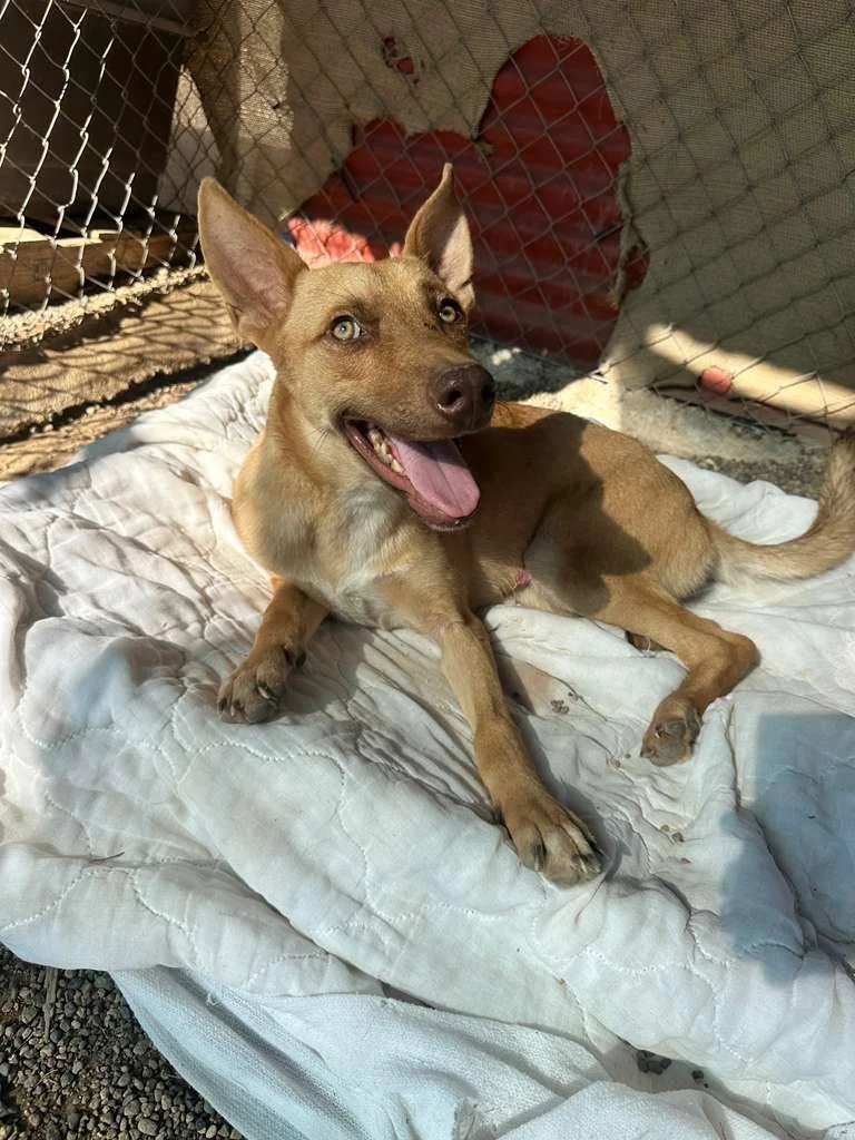 WhatsApp Image 2026-02-11 at 4.07.48 PM.jpeg