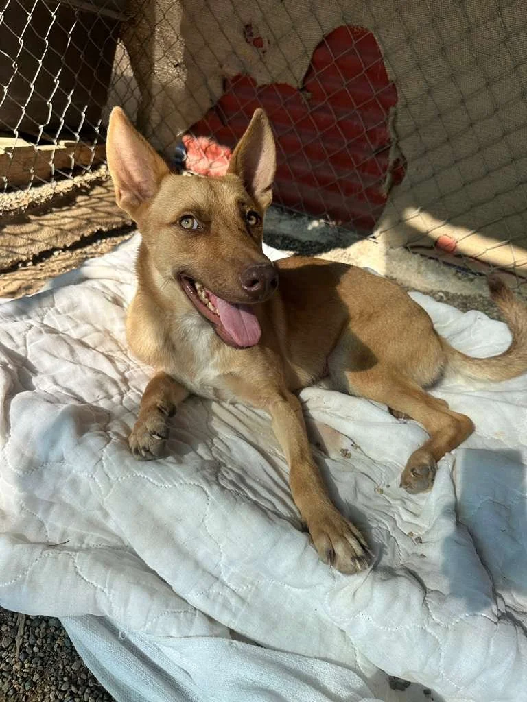 WhatsApp Image 2026-02-11 at 4.07.51 PM.jpeg